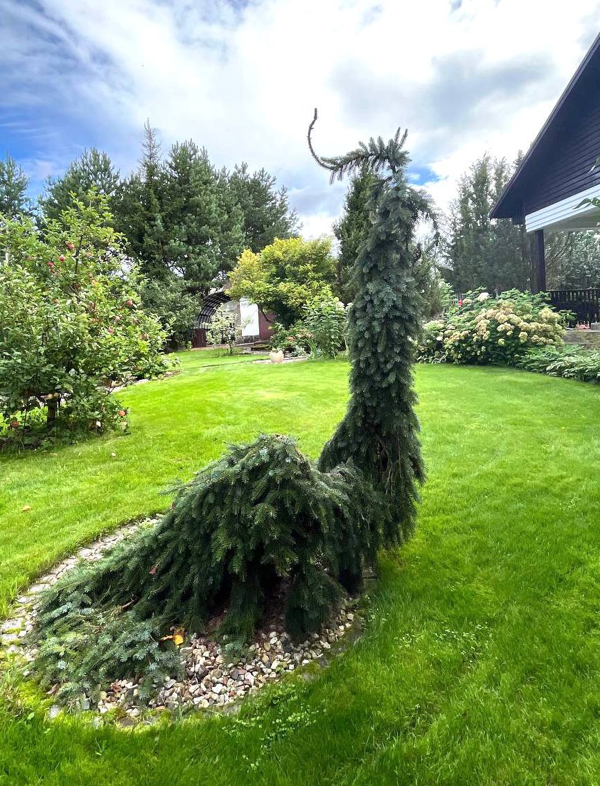 Picea omorika 'Pendula Bruns'