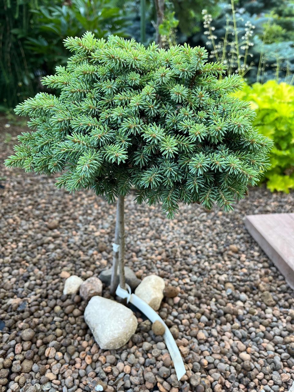 Picea glauca ‘Albertiana WB’