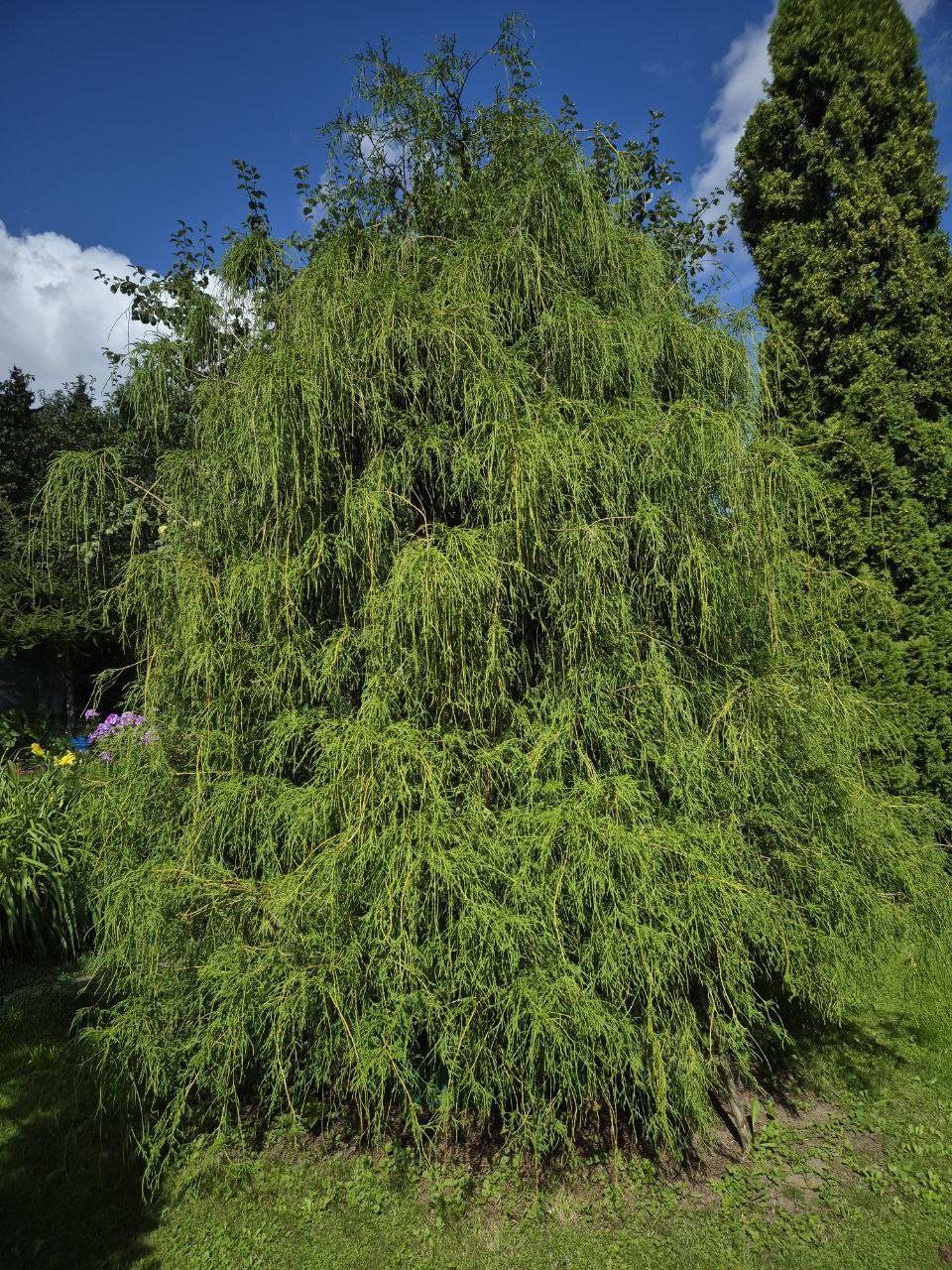 Chamaecyparis pisifera f. filifera