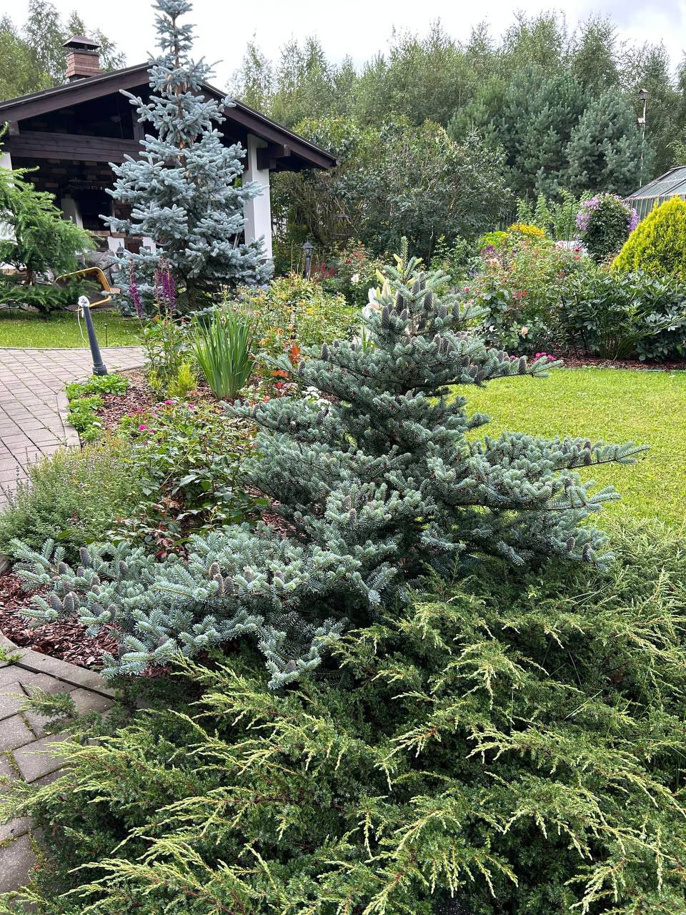 Abies koreana 'Blue Magic'