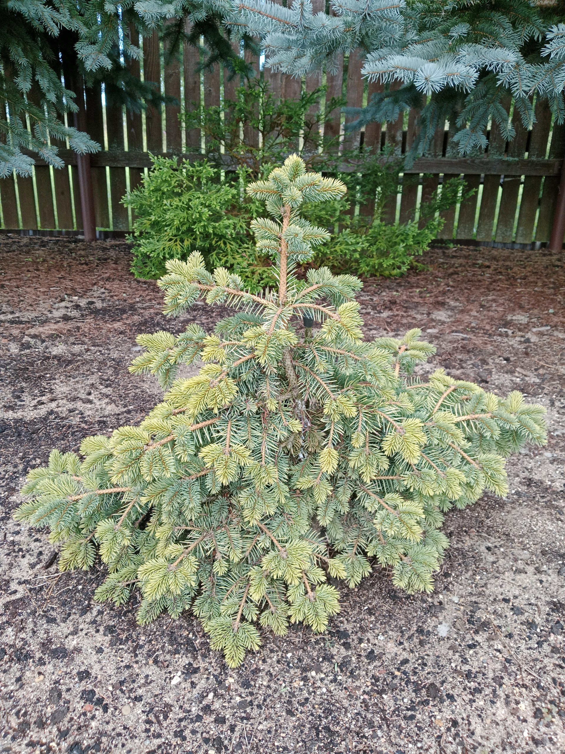 Picea pungens 'Aurea Nana Rezek'