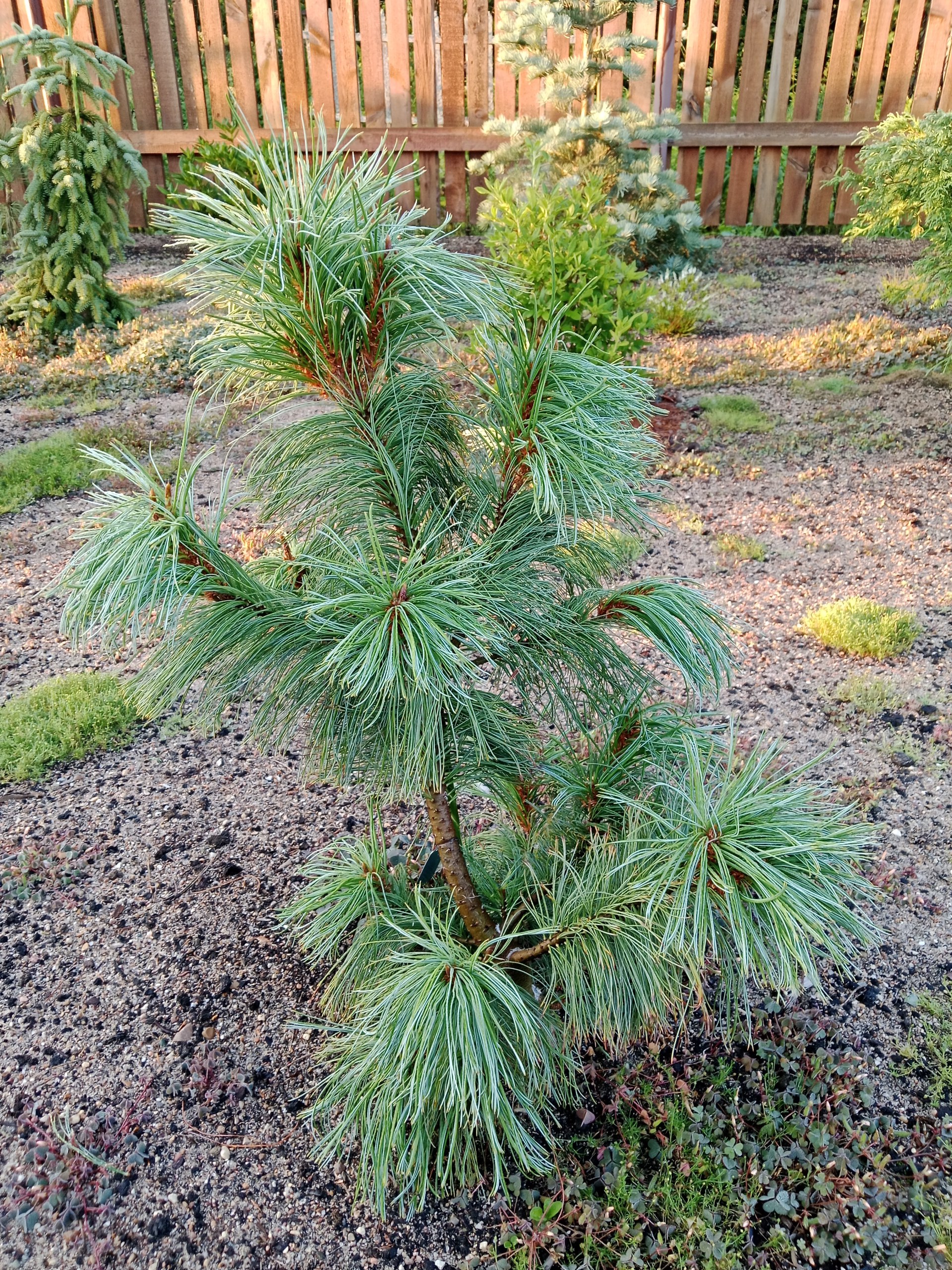 Pinus pumila 'Barmstedt'