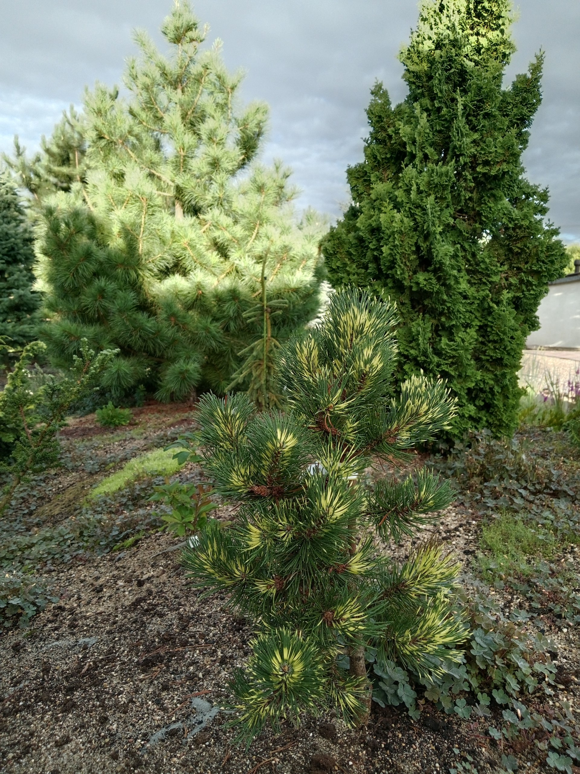 Pinus mugo 'Kokarde'