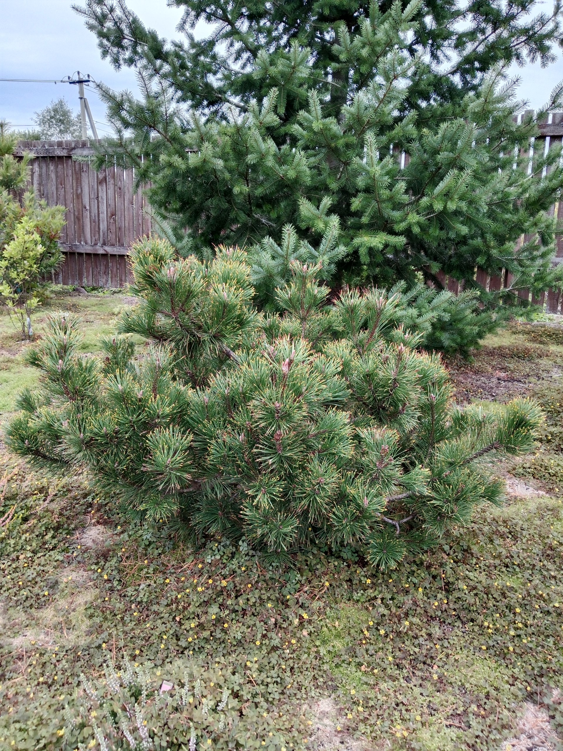 Pinus mugo 'Dikobraz'