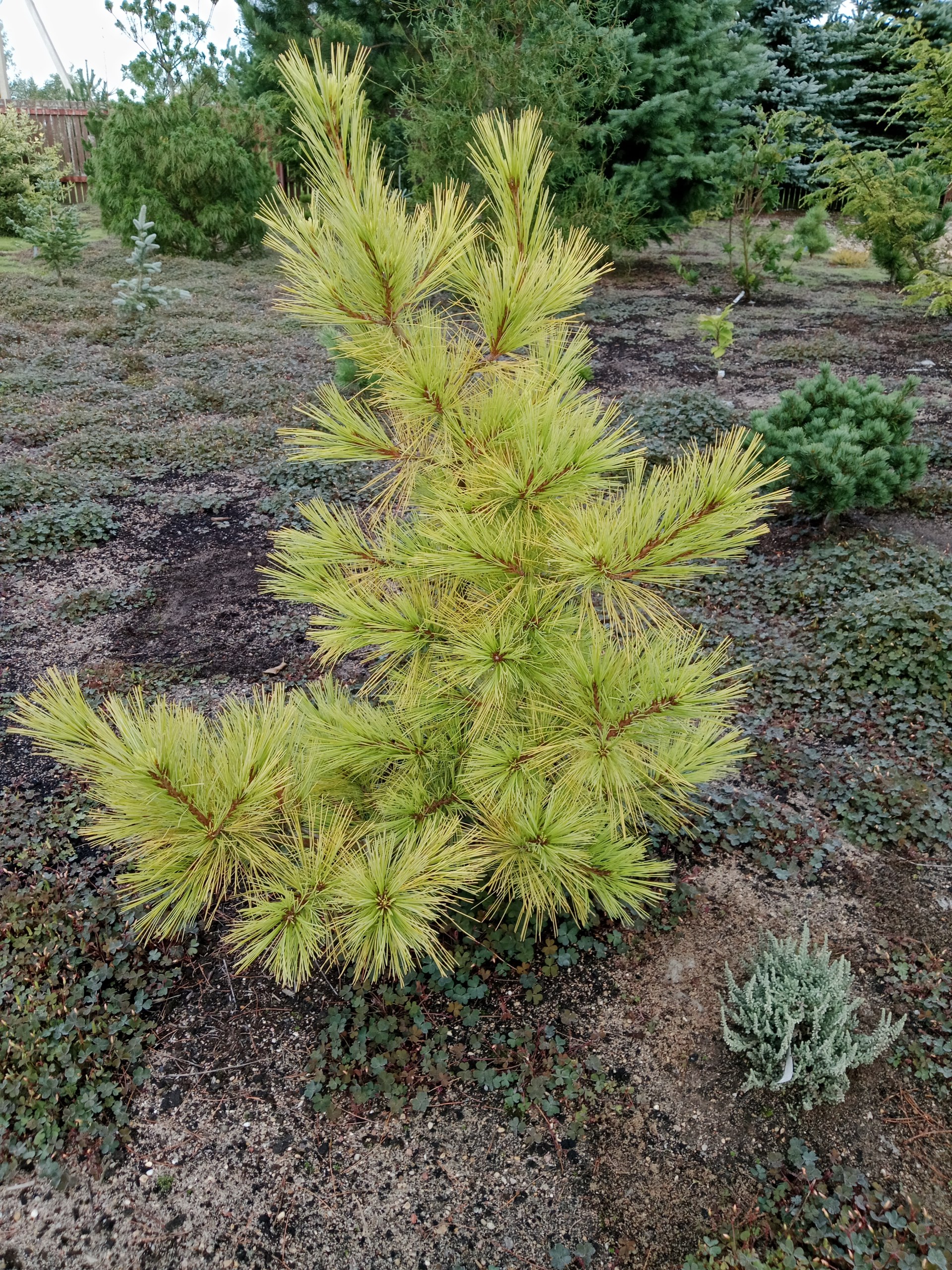 Pinus strobus 'Louie'
