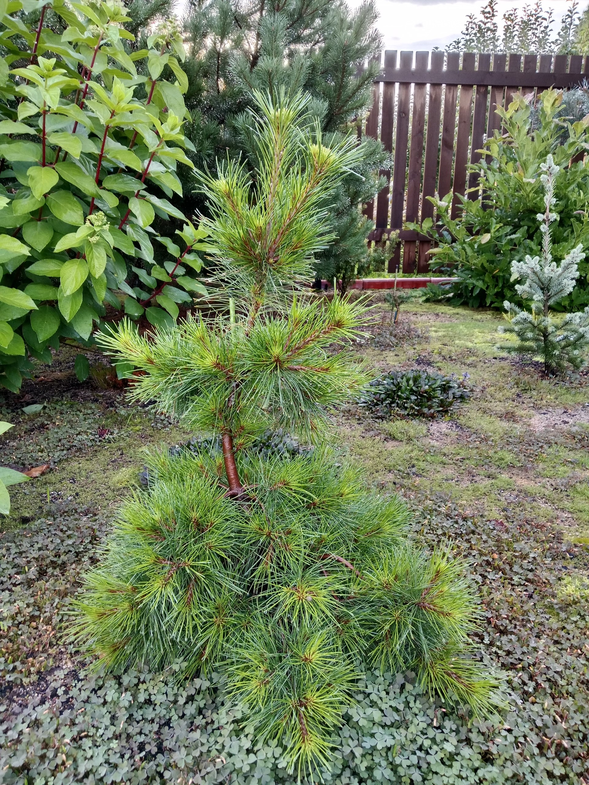 Pinus strobus 'Niagara Falls'