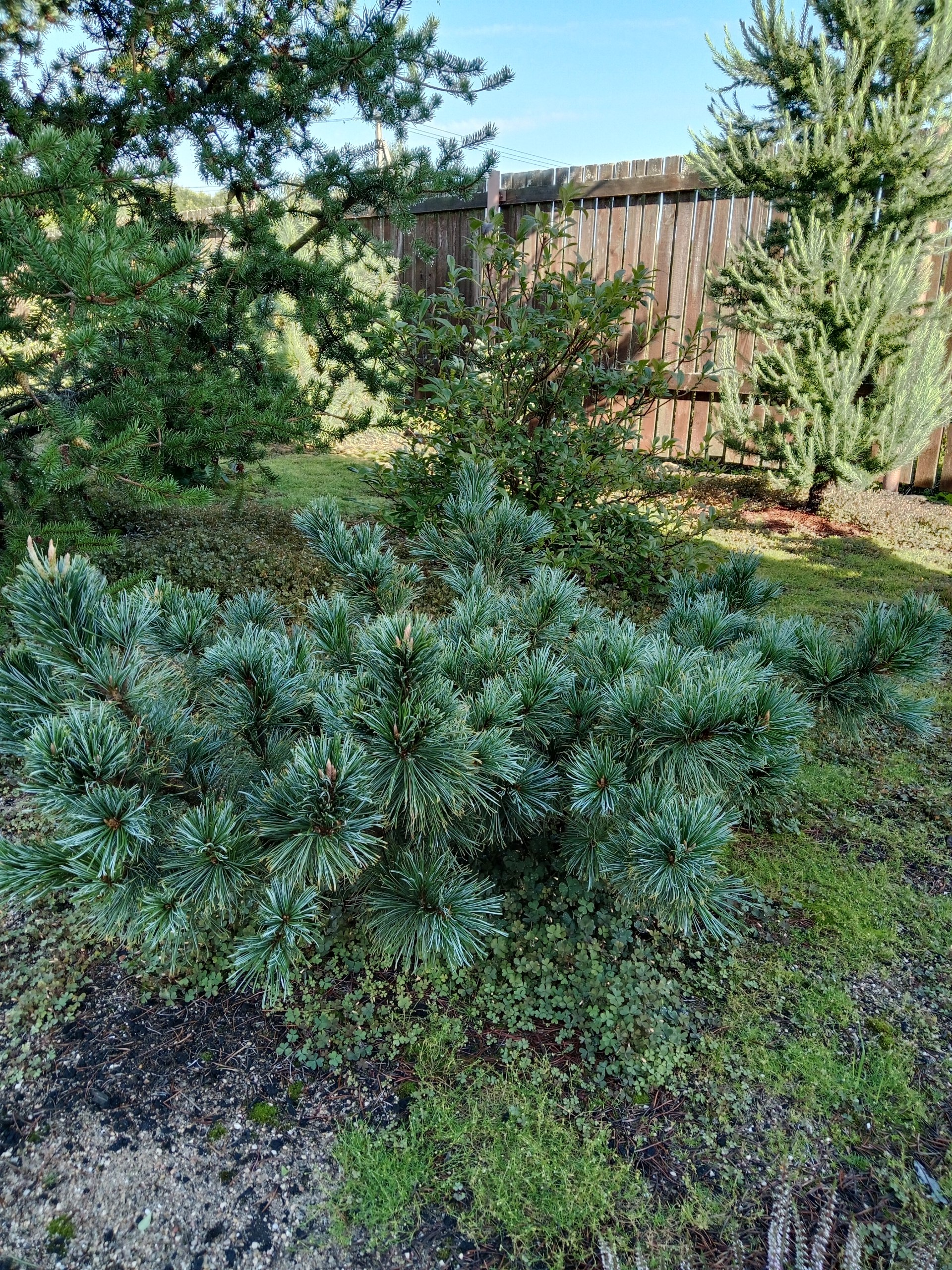 Pinus pumila 'Glauca'