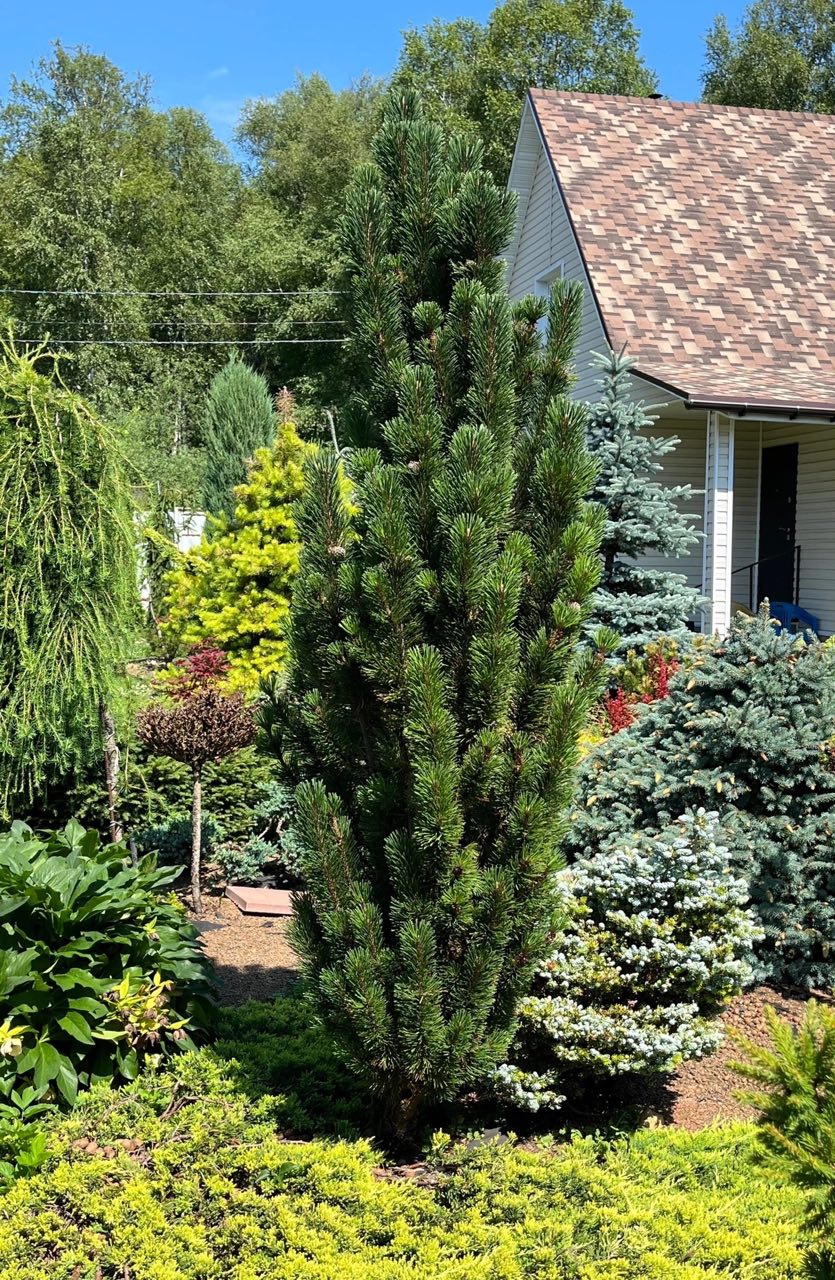 Pinus mugo ‘Andrzej’