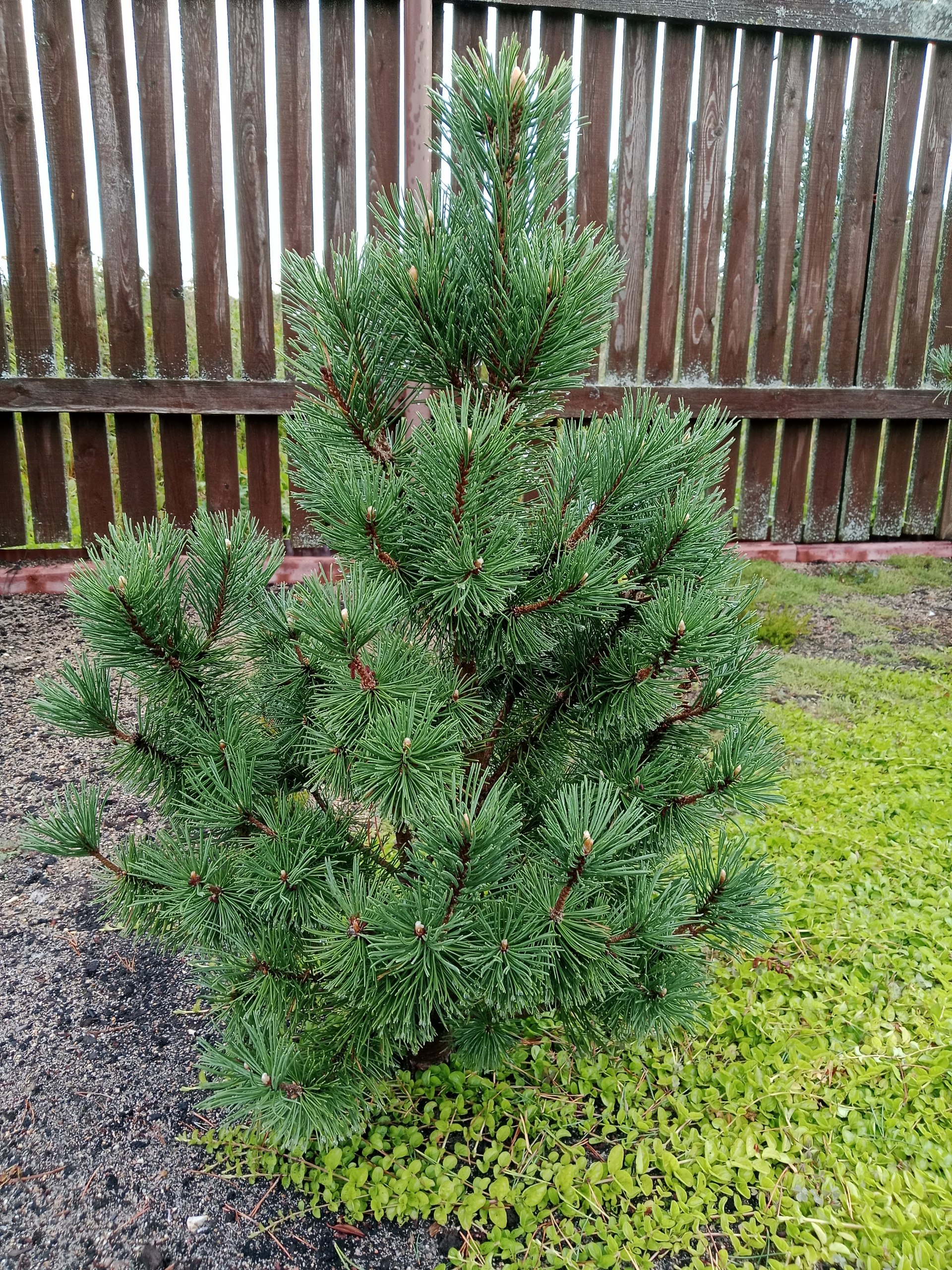 Pinus mugo 'Columbo' ('Columnaris')