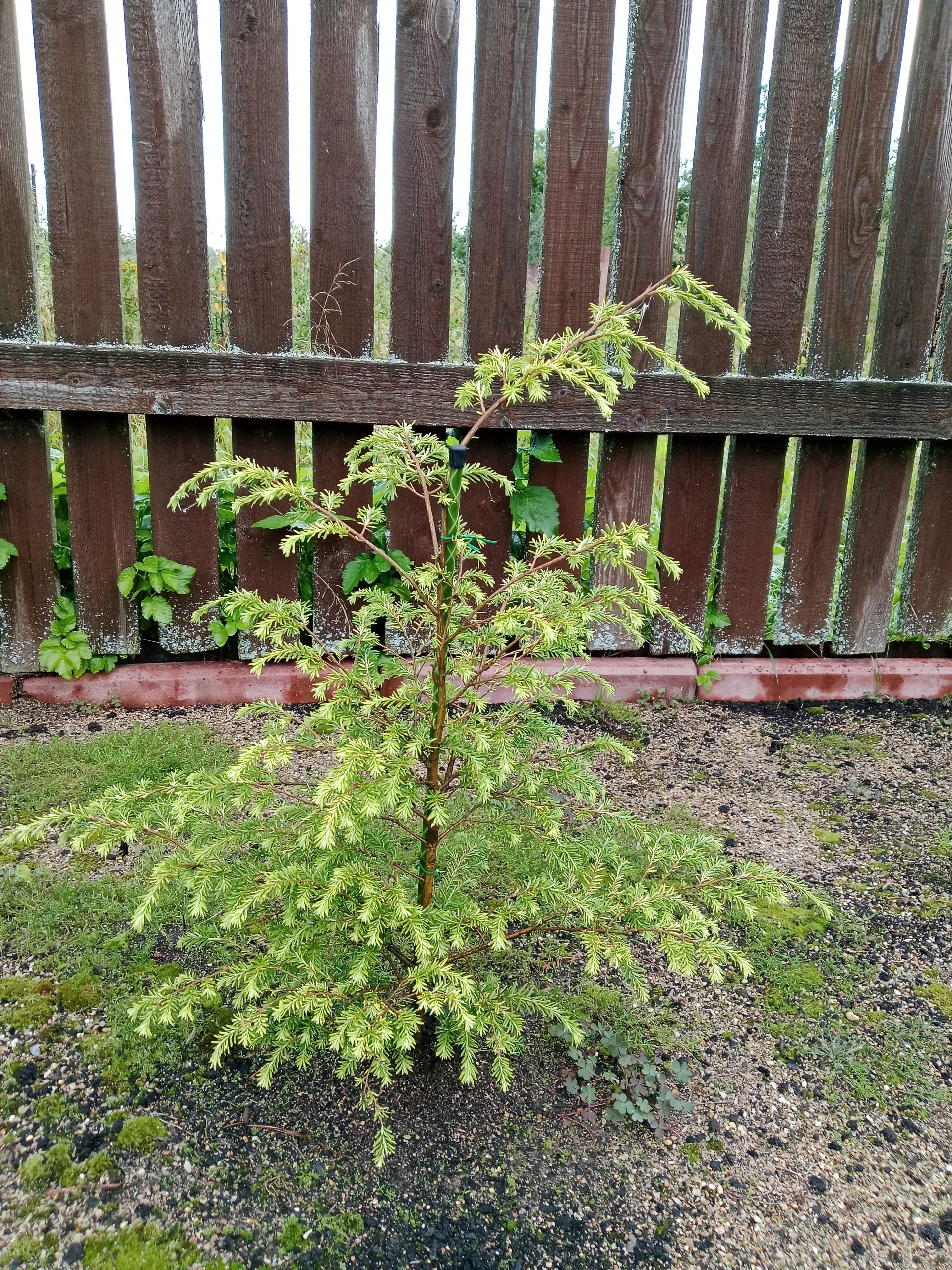 Tsuga canadensis 'Aurea'