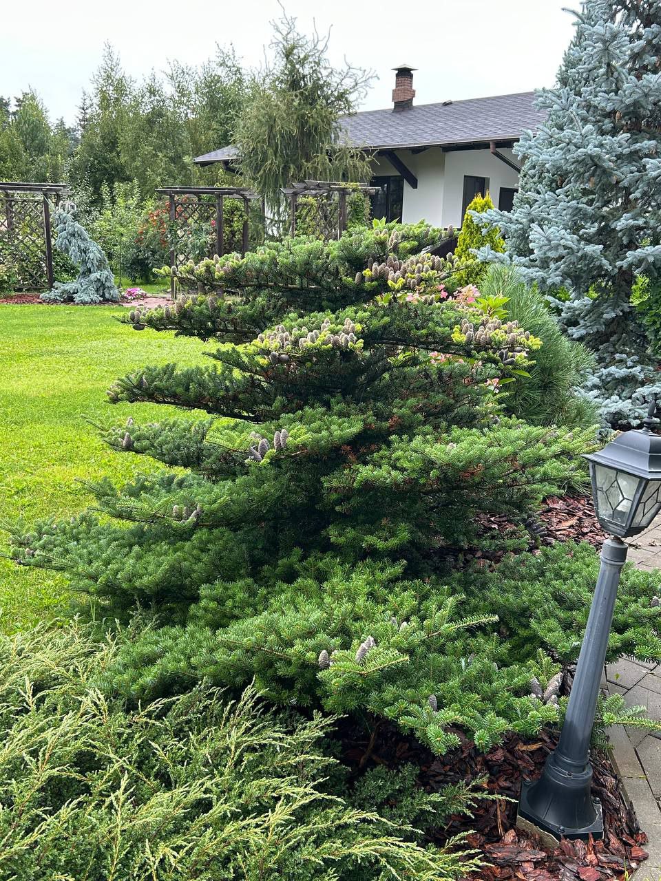Abies koreana 'Green Carpet'