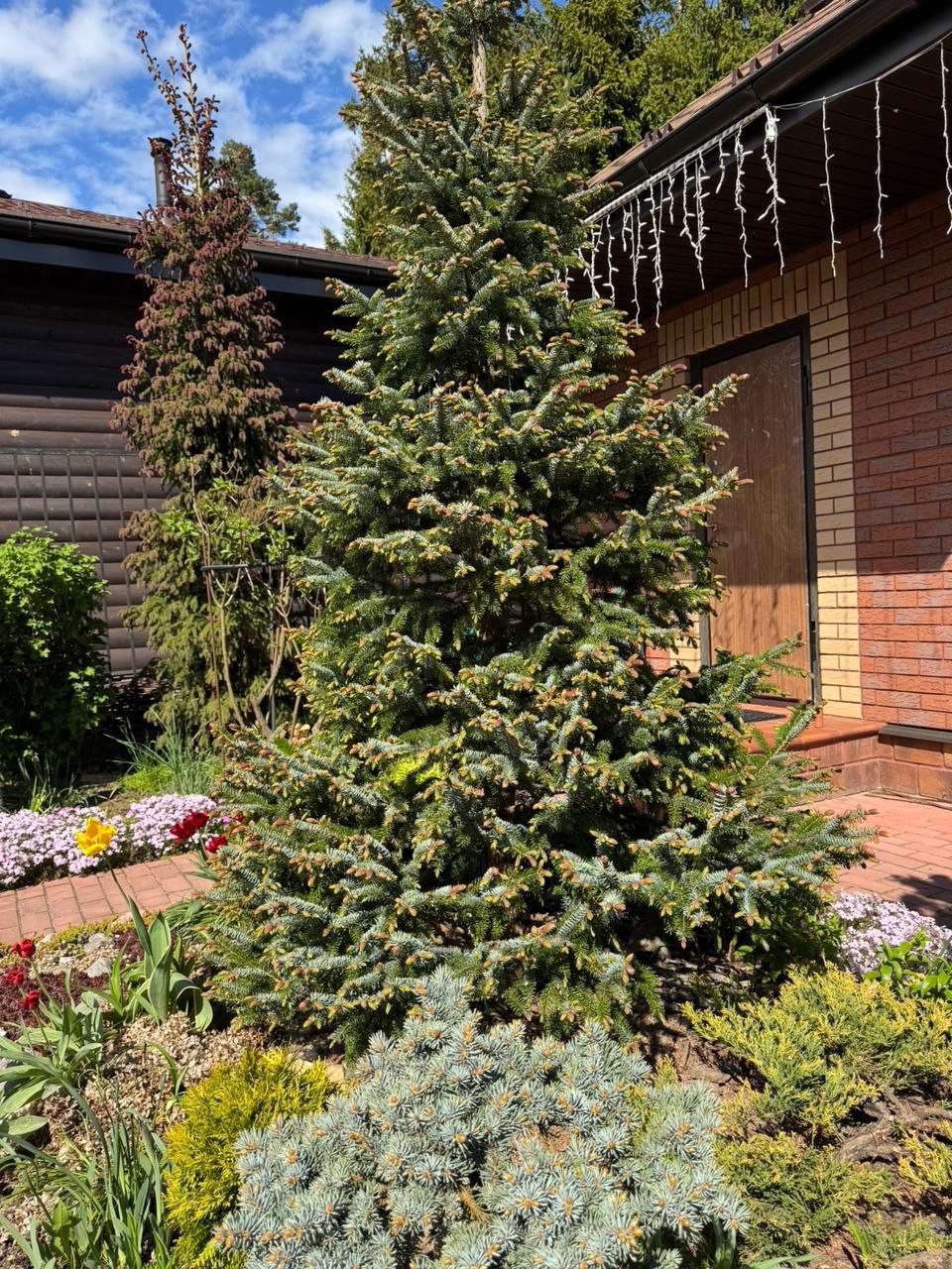 Picea omorika 'Roter Austrieb'