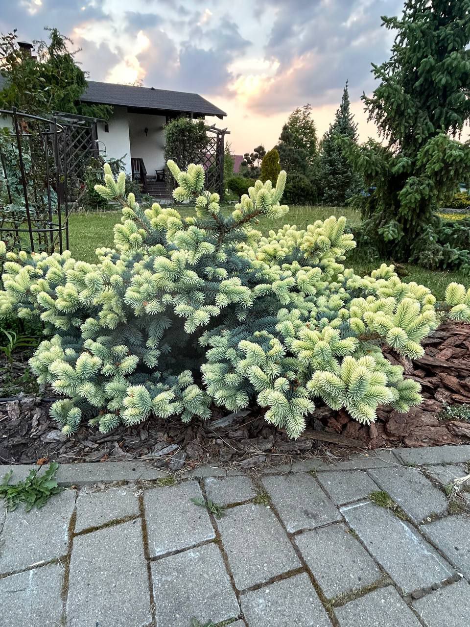 Picea pungens 'Nimetz'
