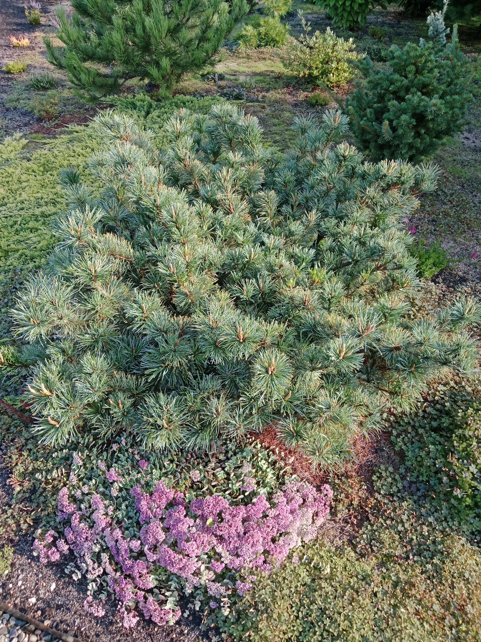 Pinus pumila 'Draijer's Dwarf'