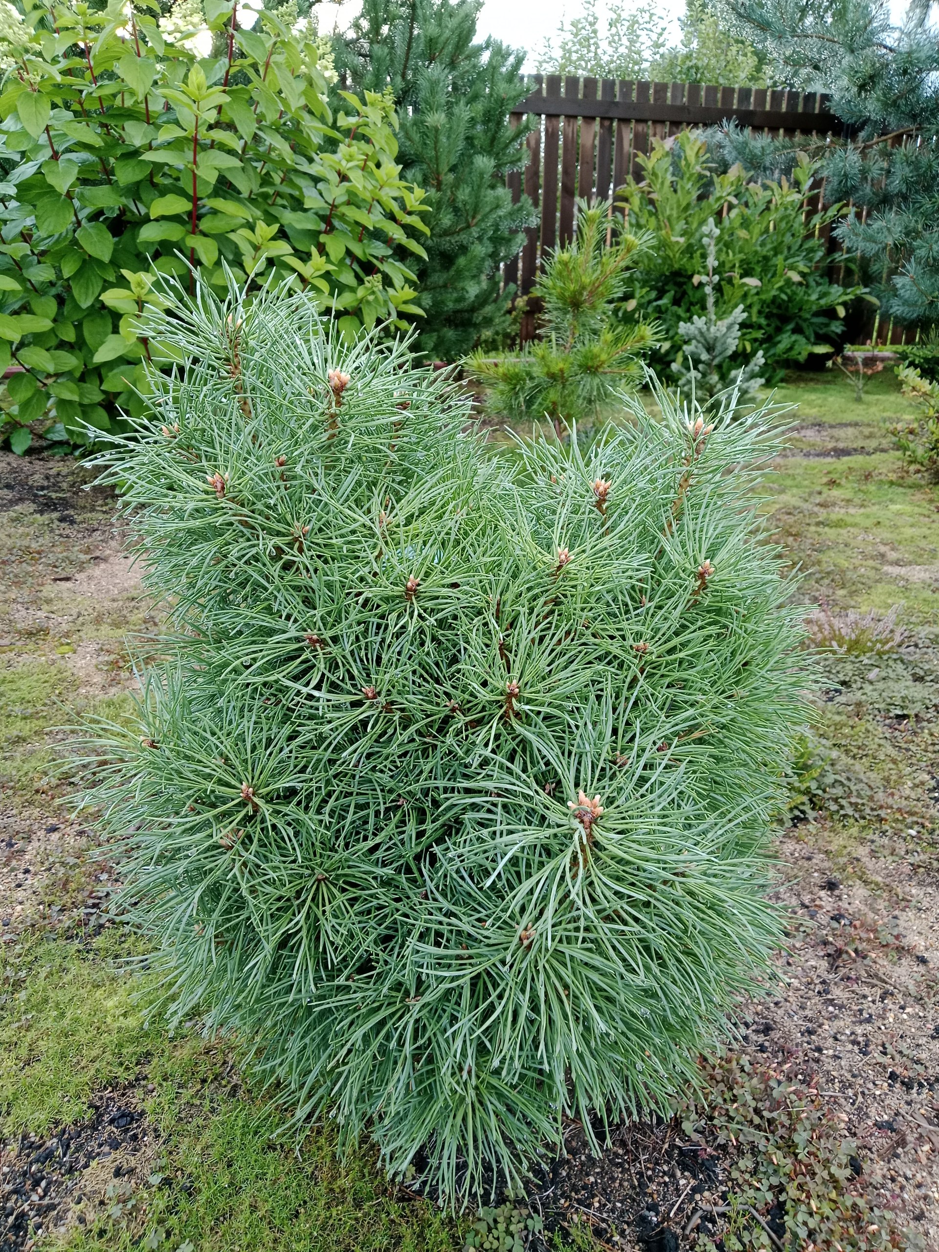 Pinus sylvestris 'Baron'