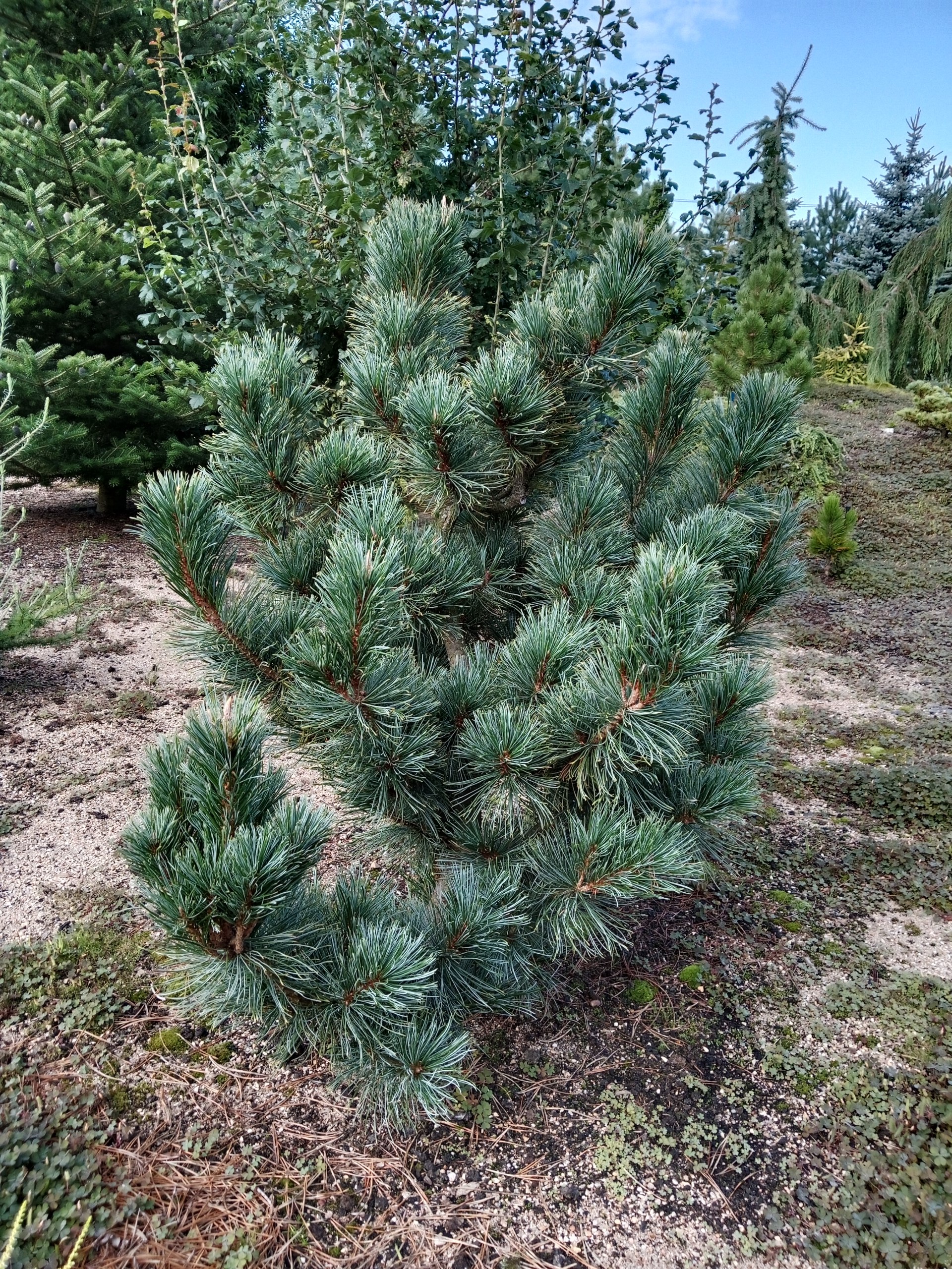 Pinus pumila 'Santis'