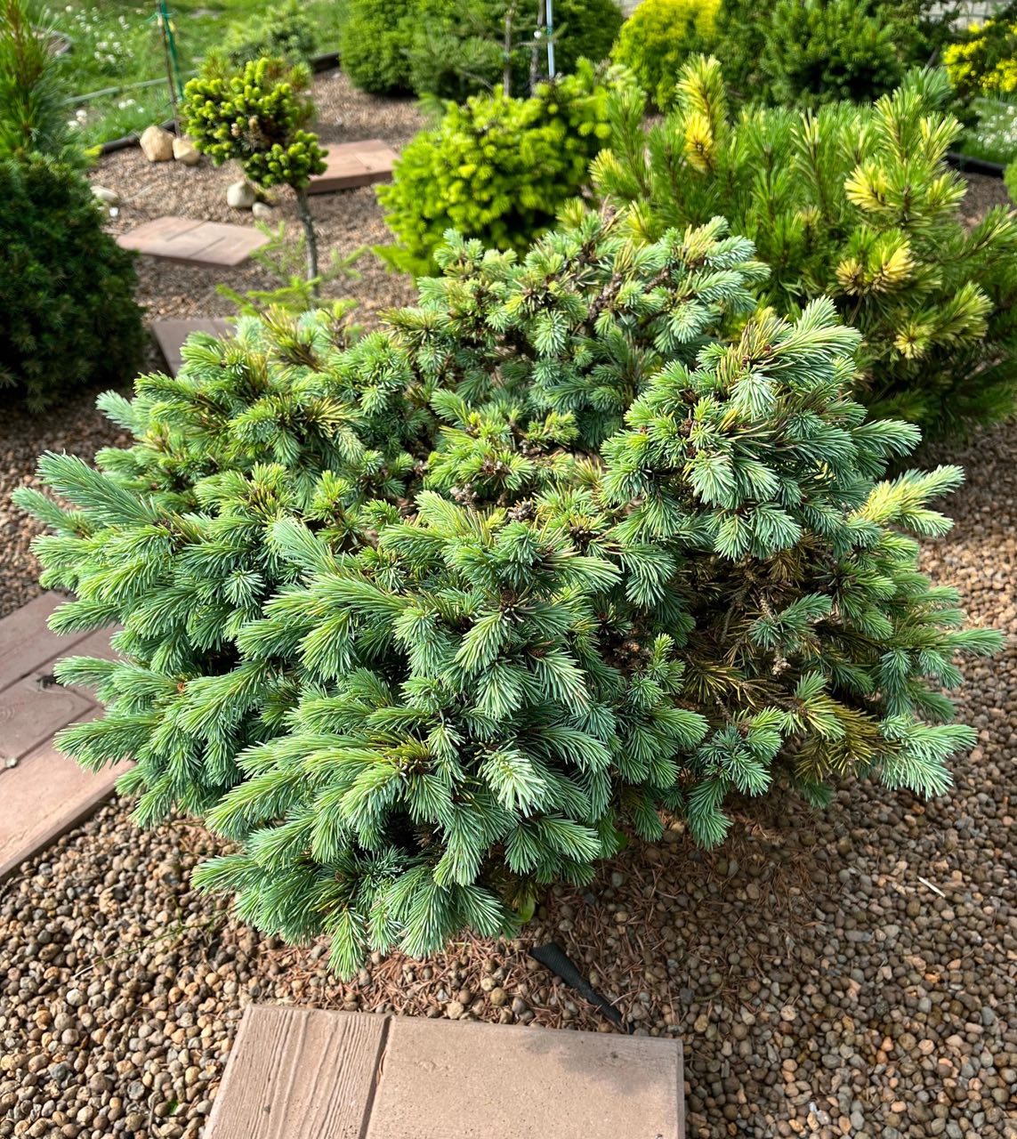 Picea engelmannii ‘Cineiga’
