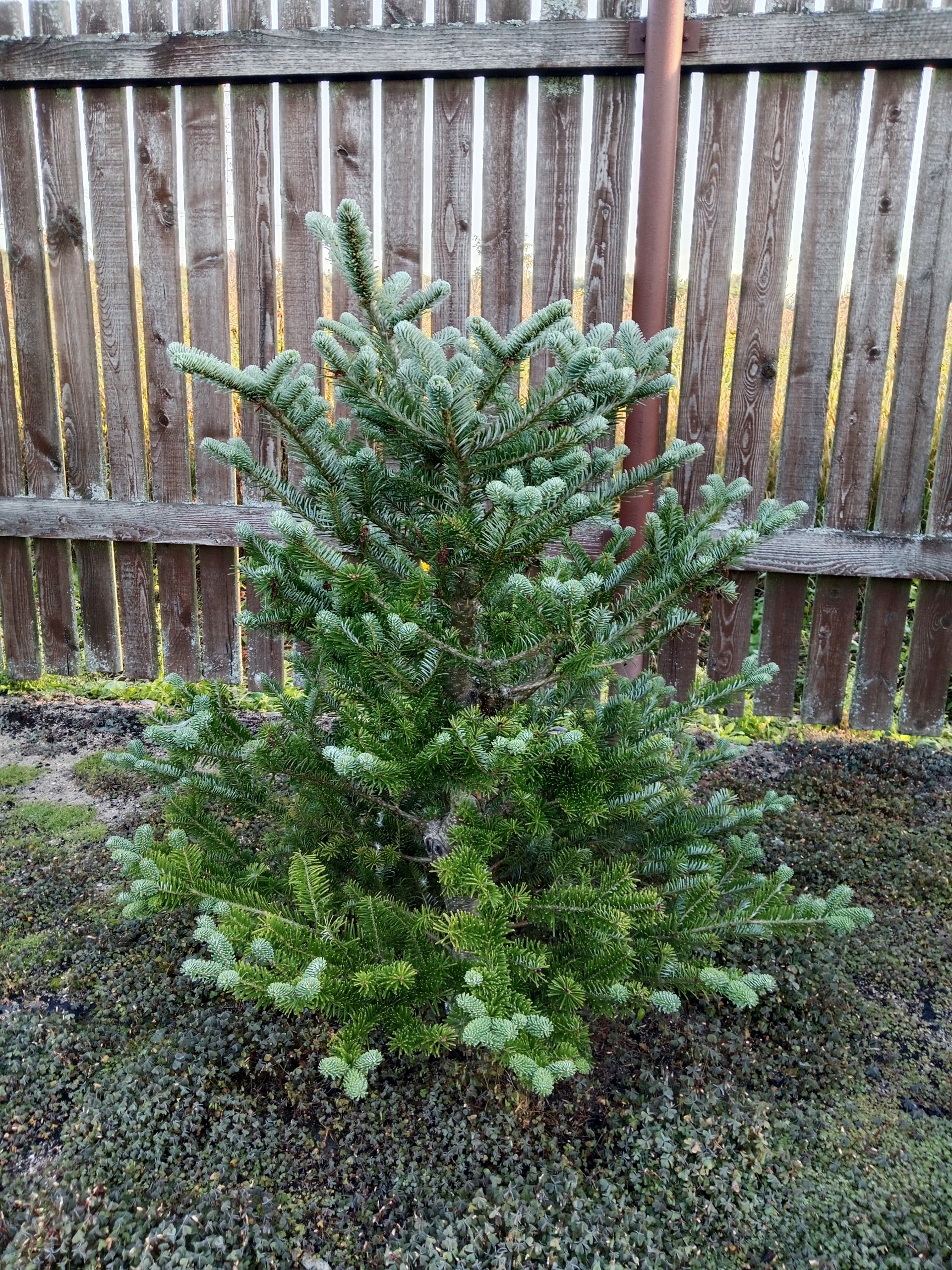 Abies arnoldiana 'Jan Pawel II'