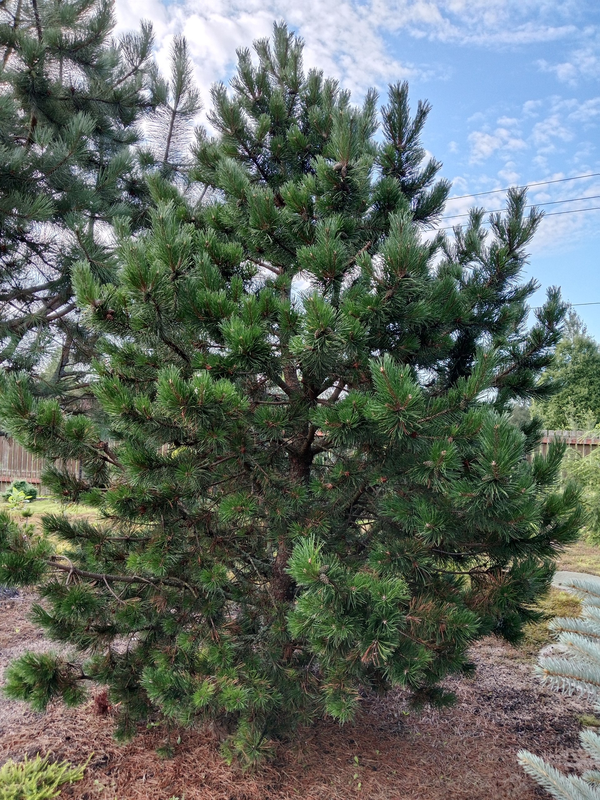 Pinus mugo 'Gnom'