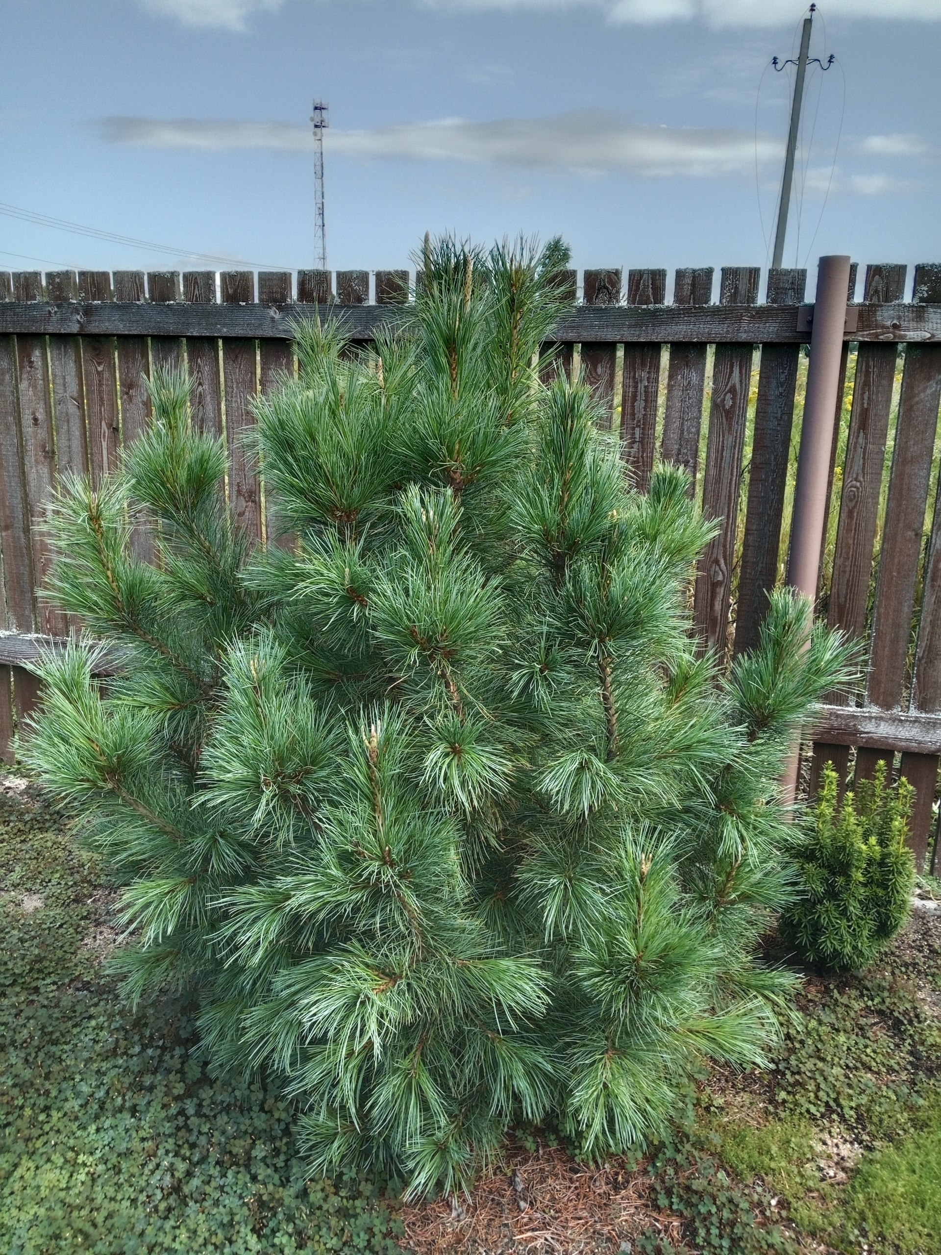 Pinus cembra