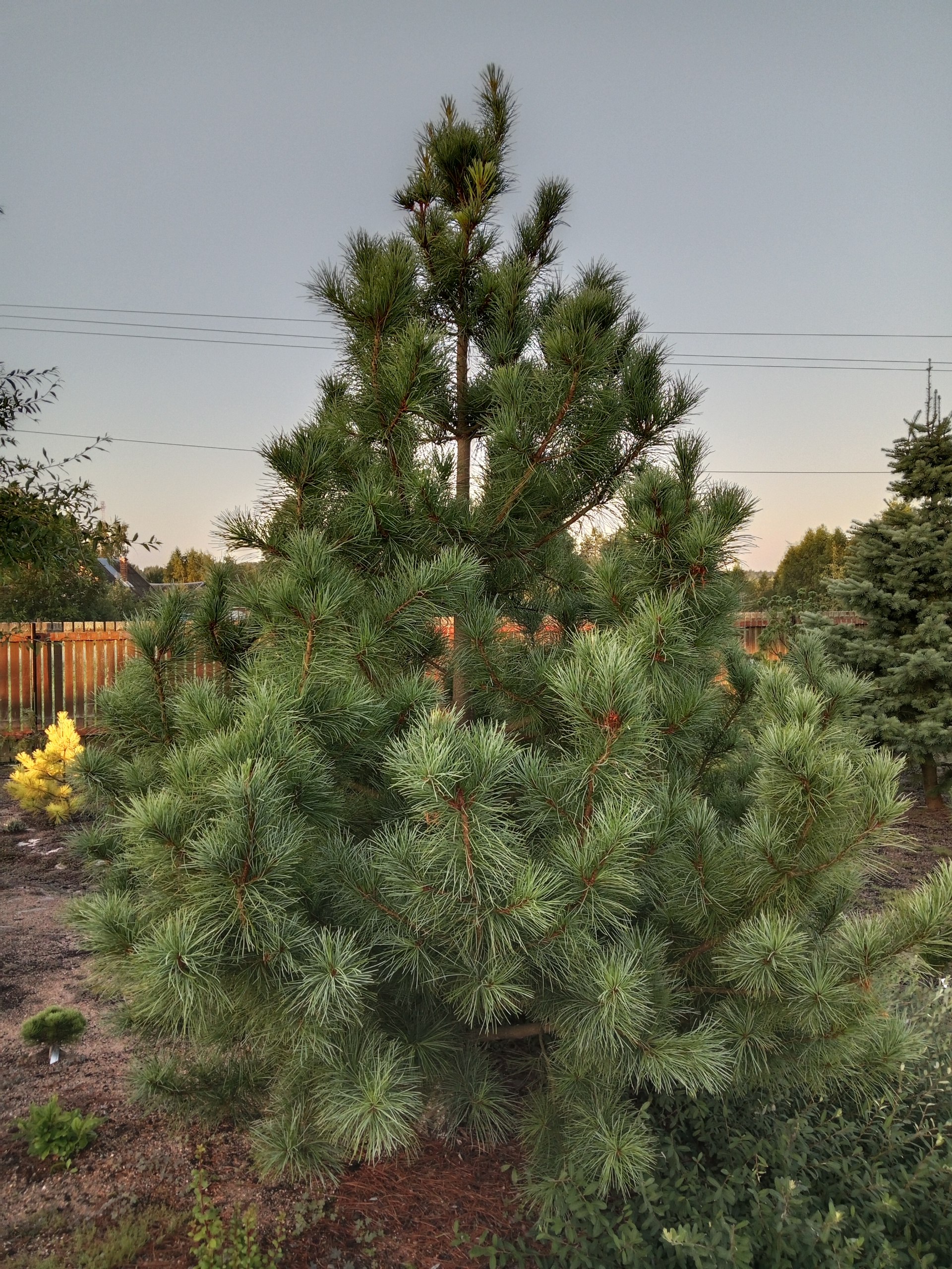 Pinus koraiensis