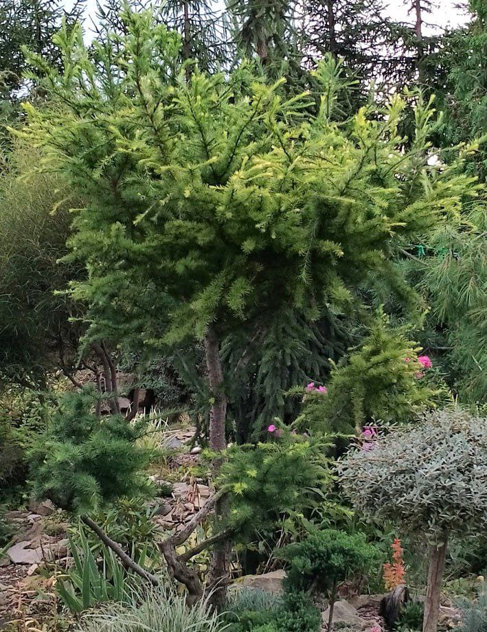 Larix kaempferi  'Little Bogle'