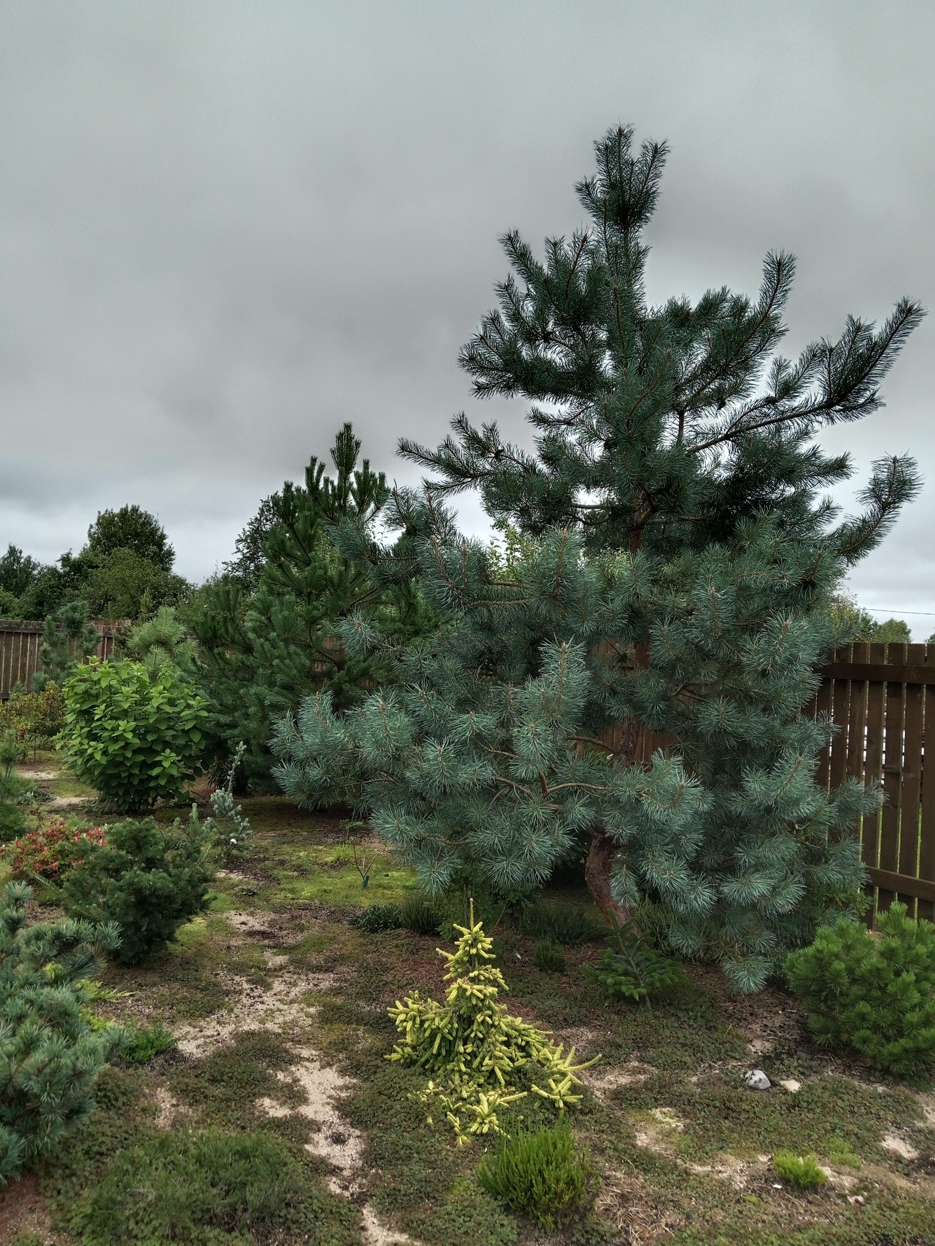 Pinus sylvestris 'Bonna'