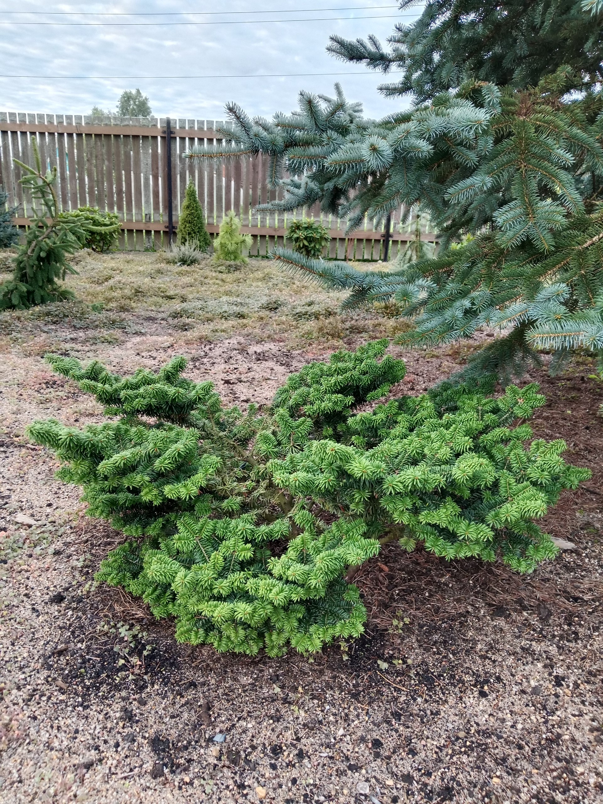 Abies balsamea 'Nana'