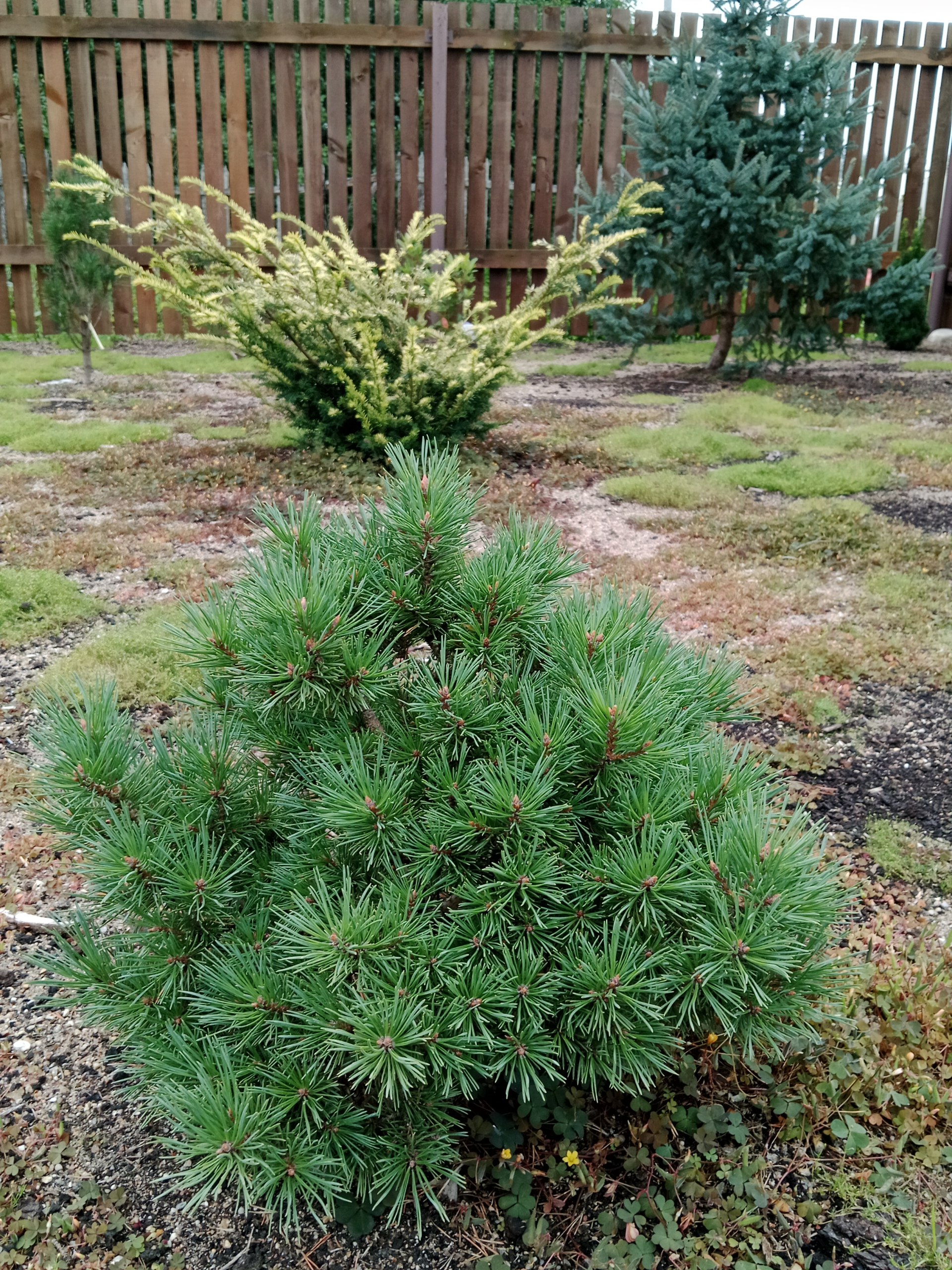 Pinus sylvestris 'Jeremy'