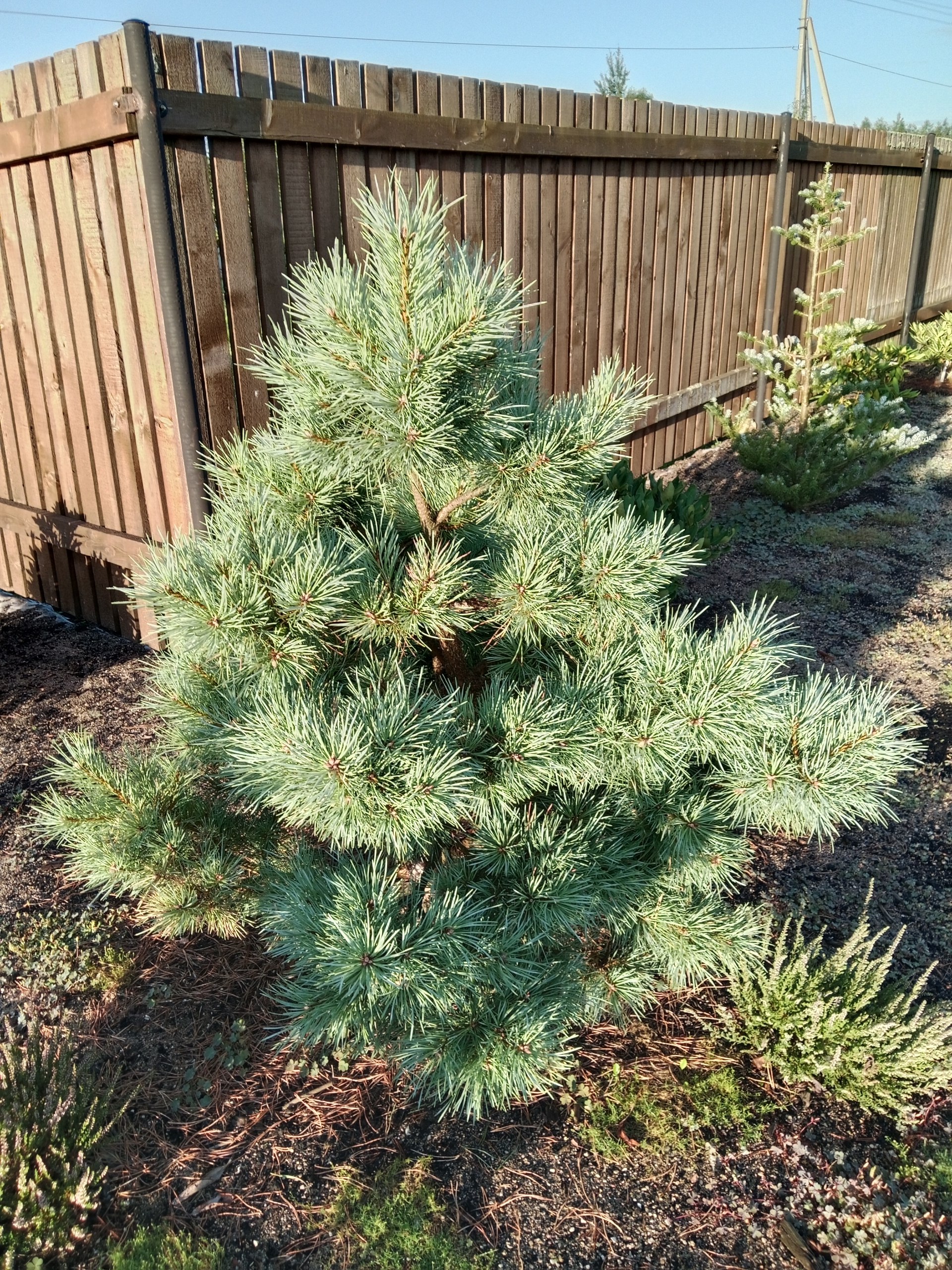 Pinus sylvestris 'Top Hat'