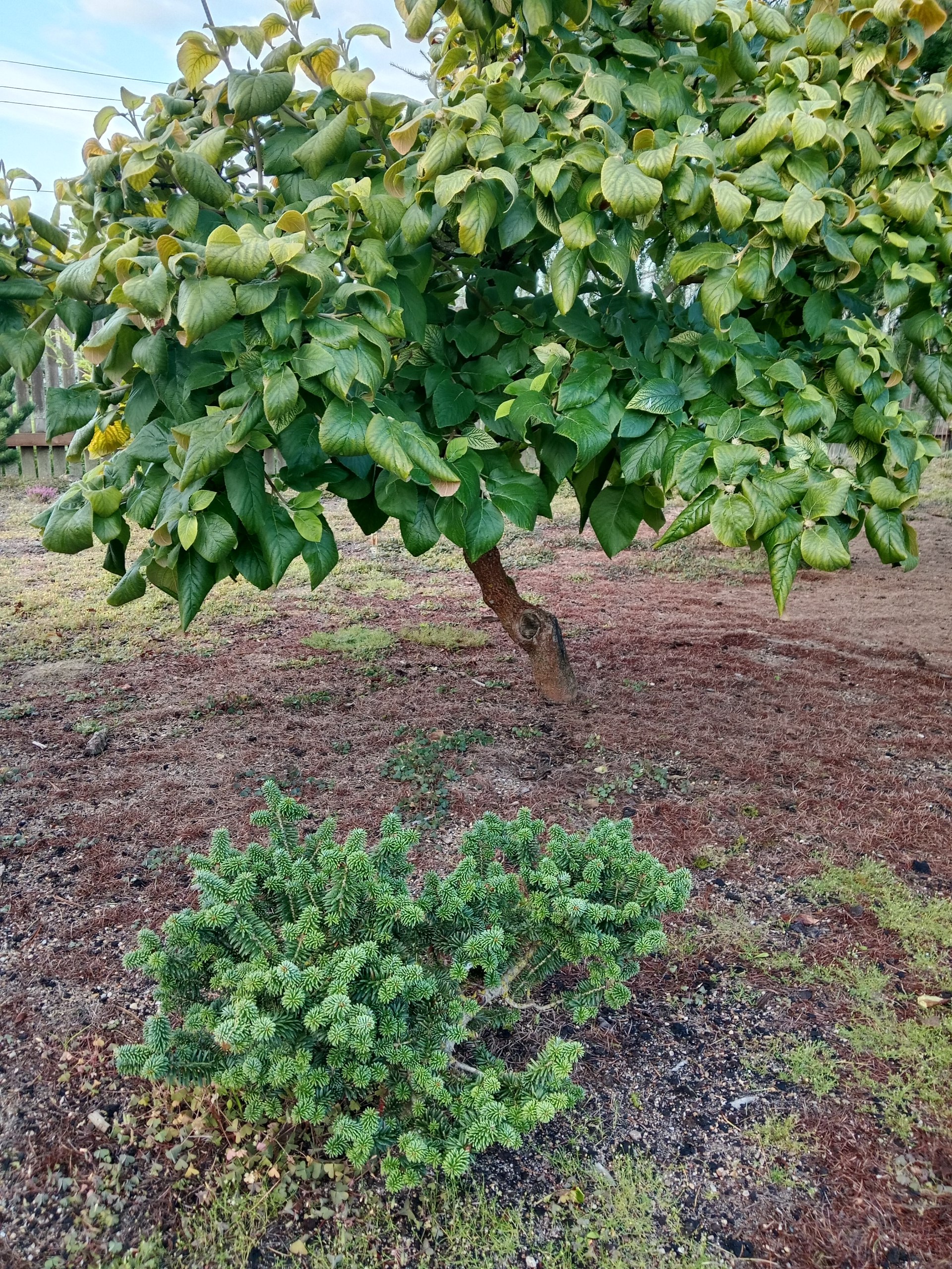 Abies balsamea 'Piccolo'
