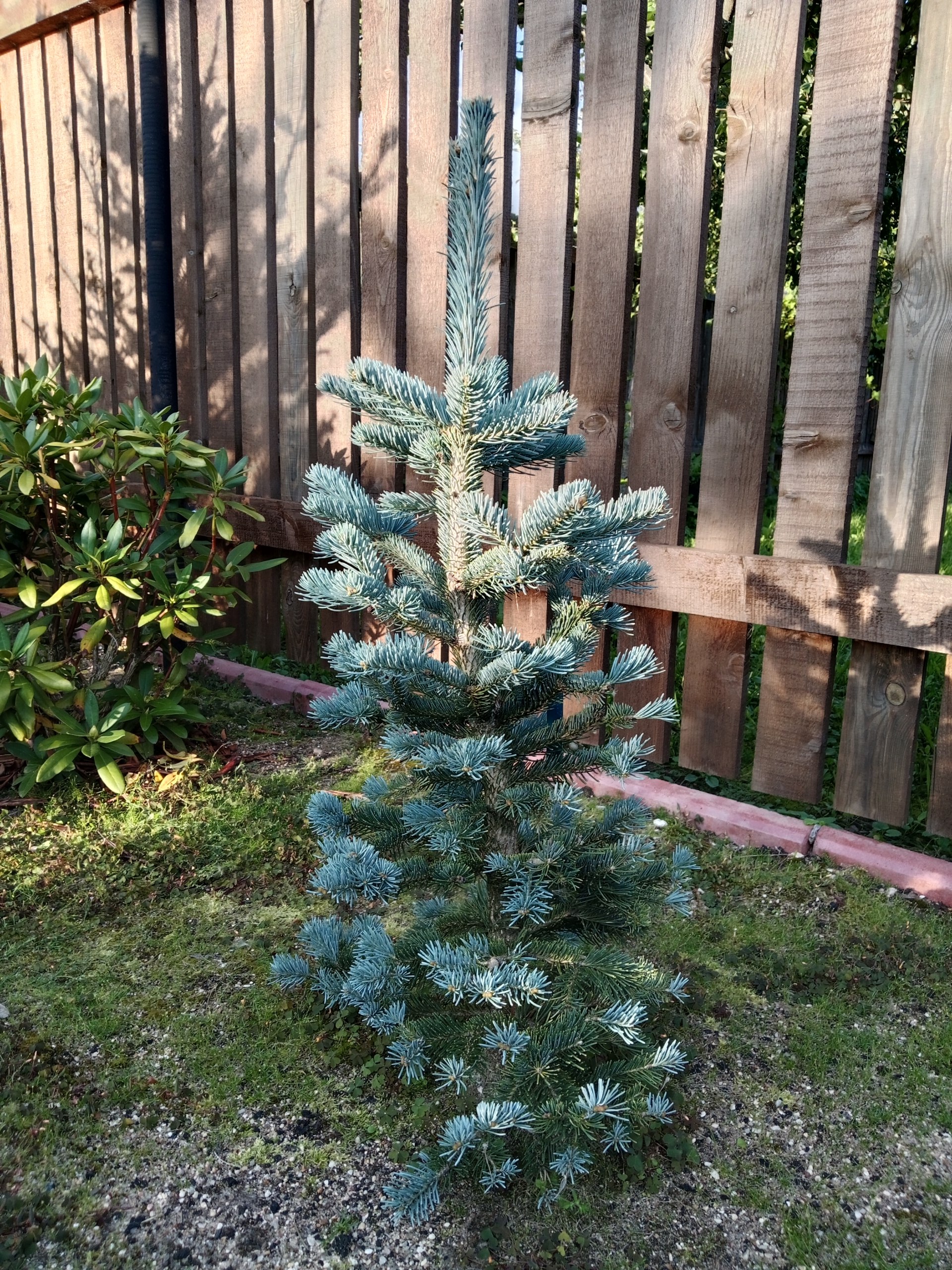 Abies lasiocarpa var. arizonica
