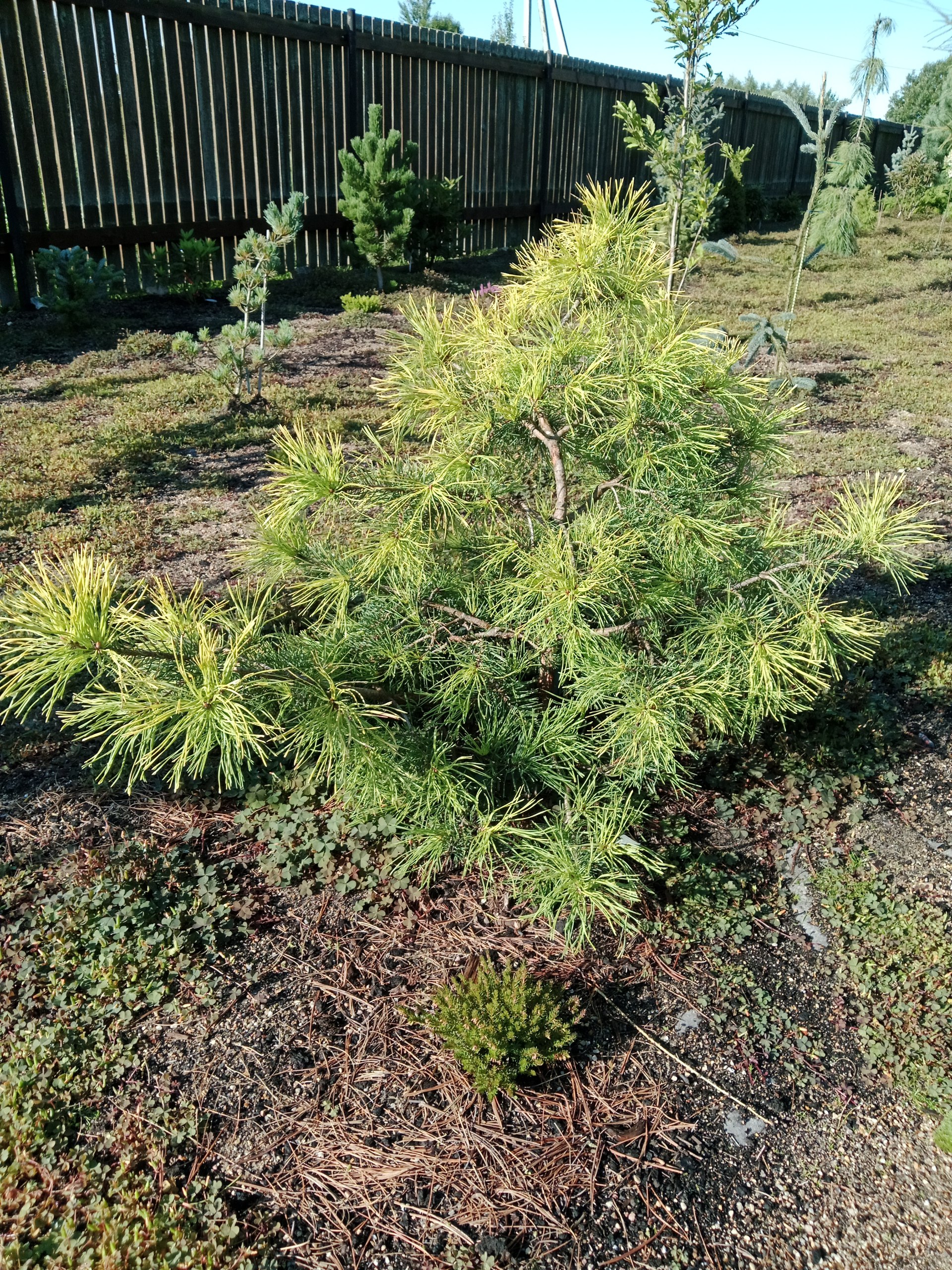 Pinus sylvestris 'Woltings Gold'