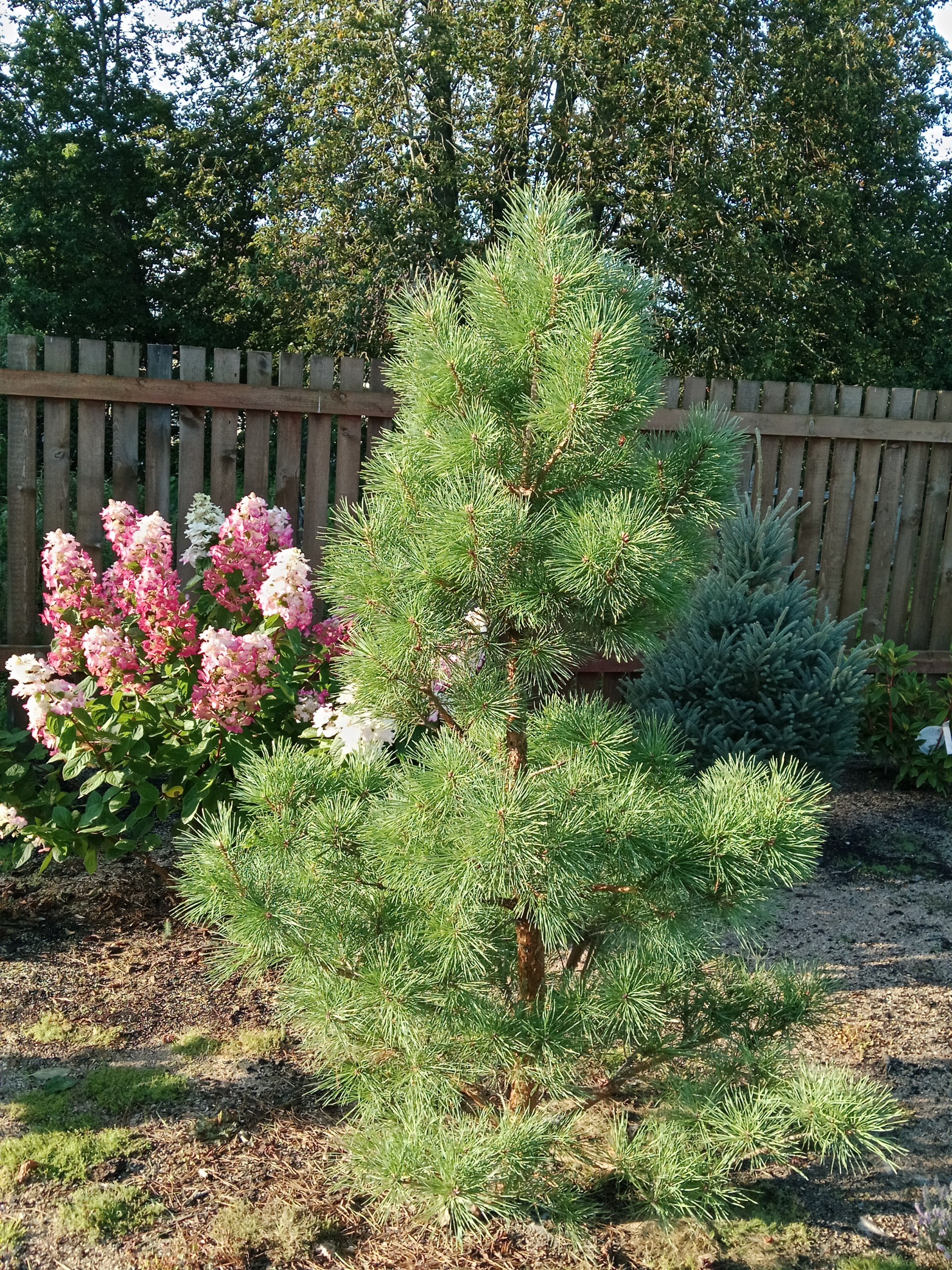Pinus sylvestris 'Chantry Blue'