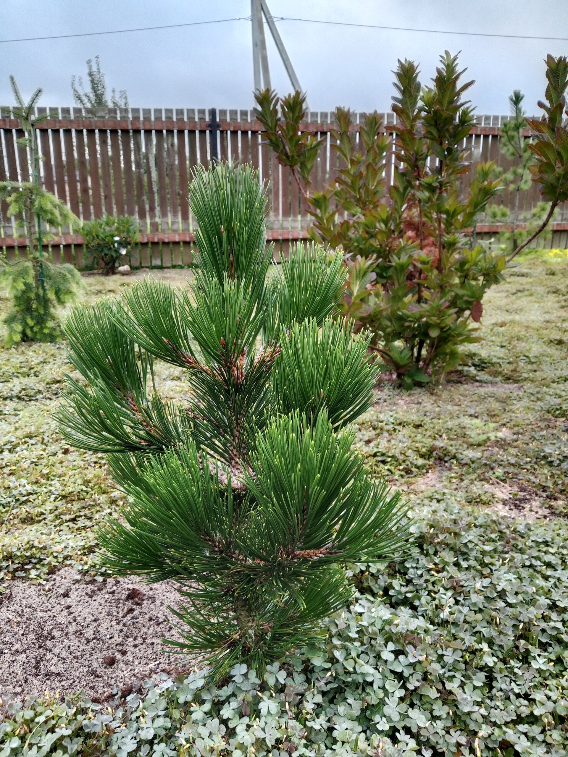 Pinus heldreichii / leucodermis 'Little Dracula'