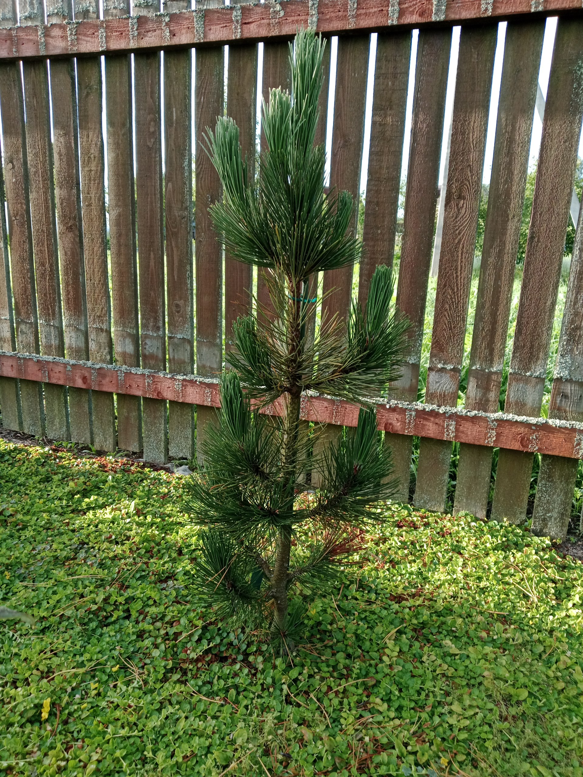 Pinus heldreichii / leucodermis 'Satellit'