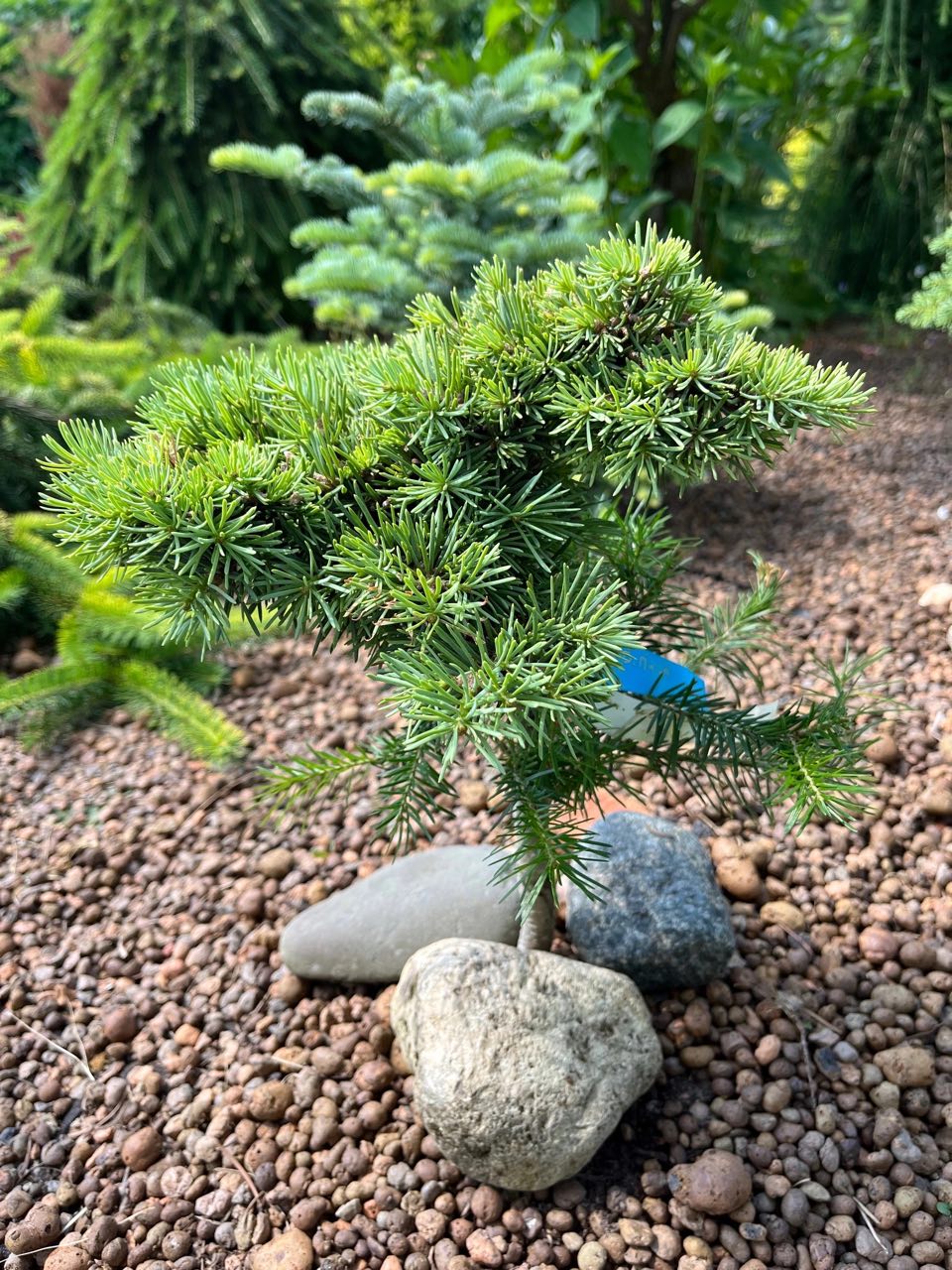 Abies concolor 'Biryuza'