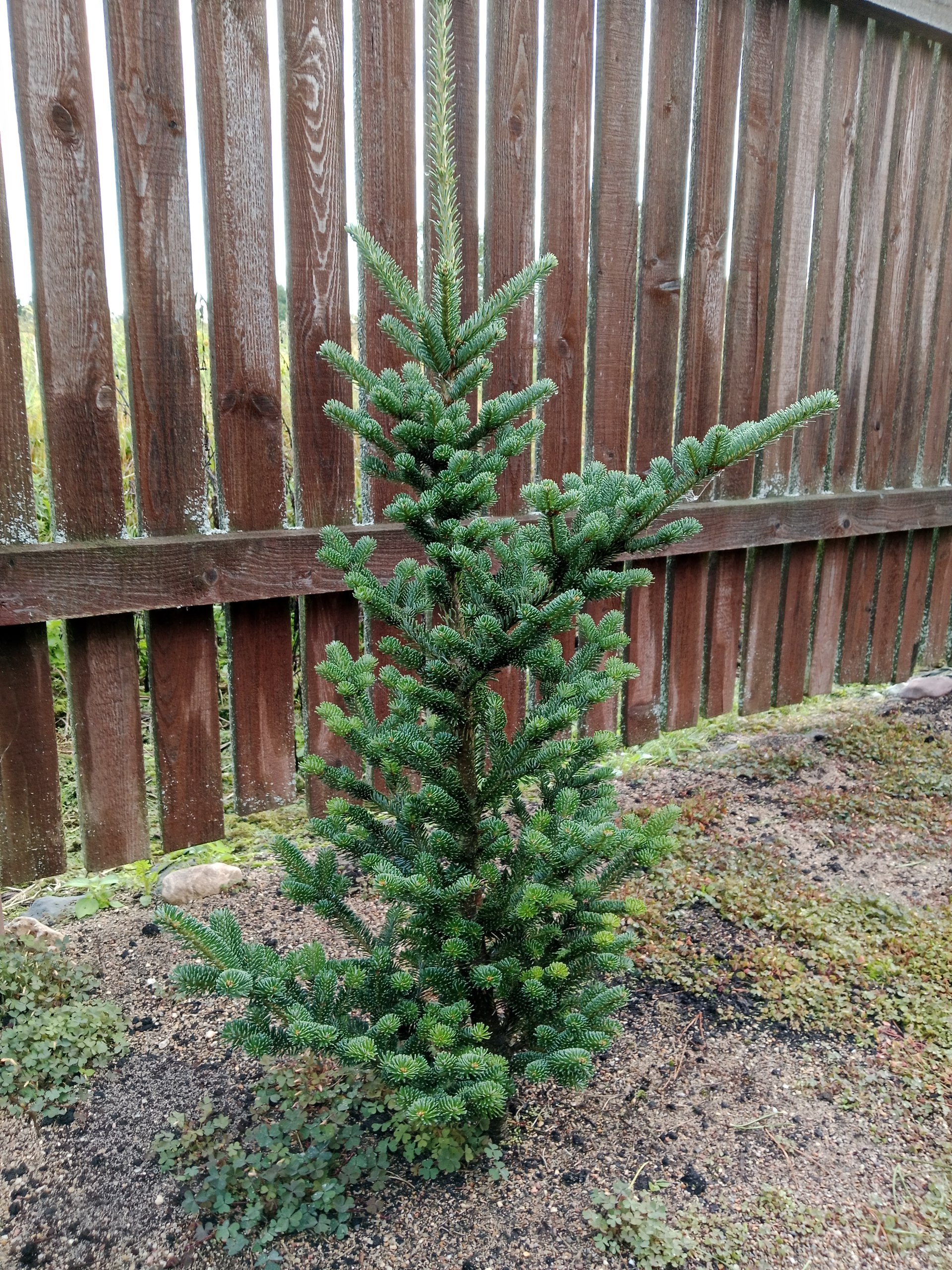 Abies fraseri 'Pyramidalis Compacta'
