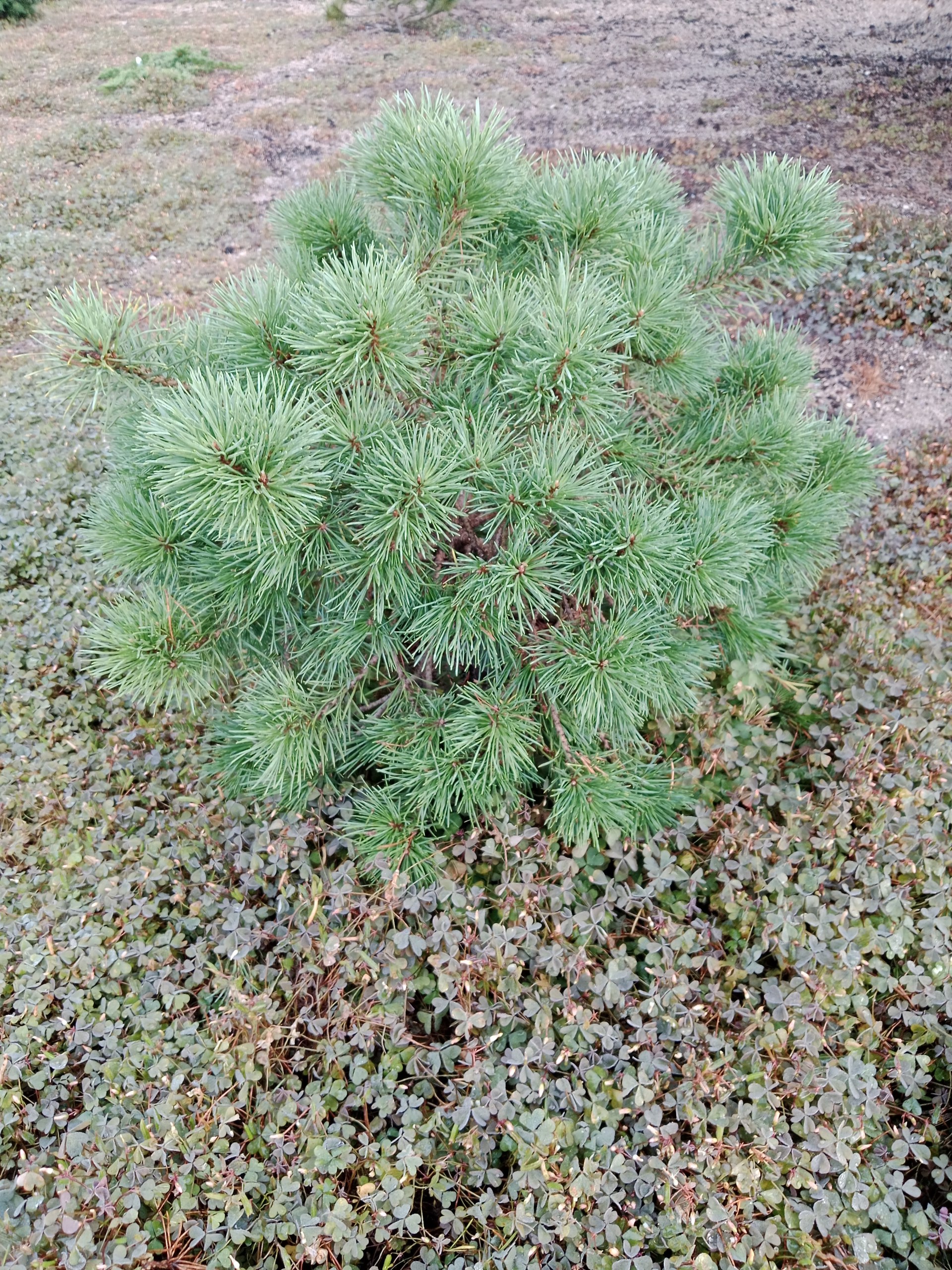Pinus sylvestris 'Blue Sky'