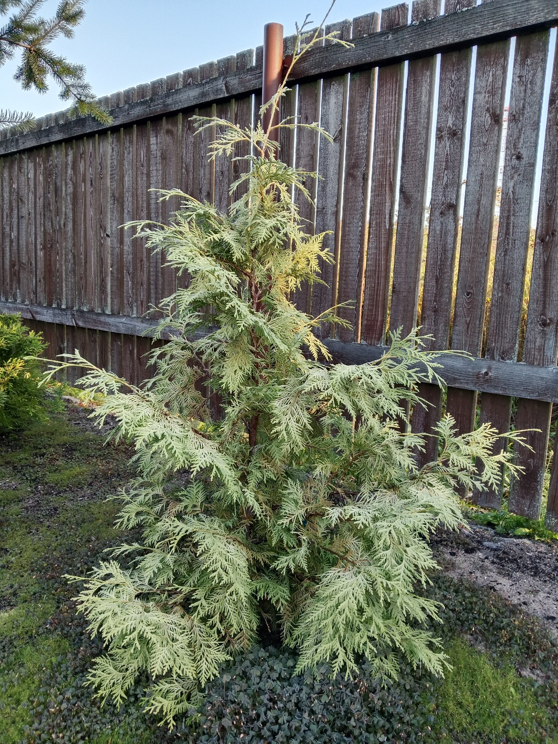 Thuja occidentalis 'Bor'