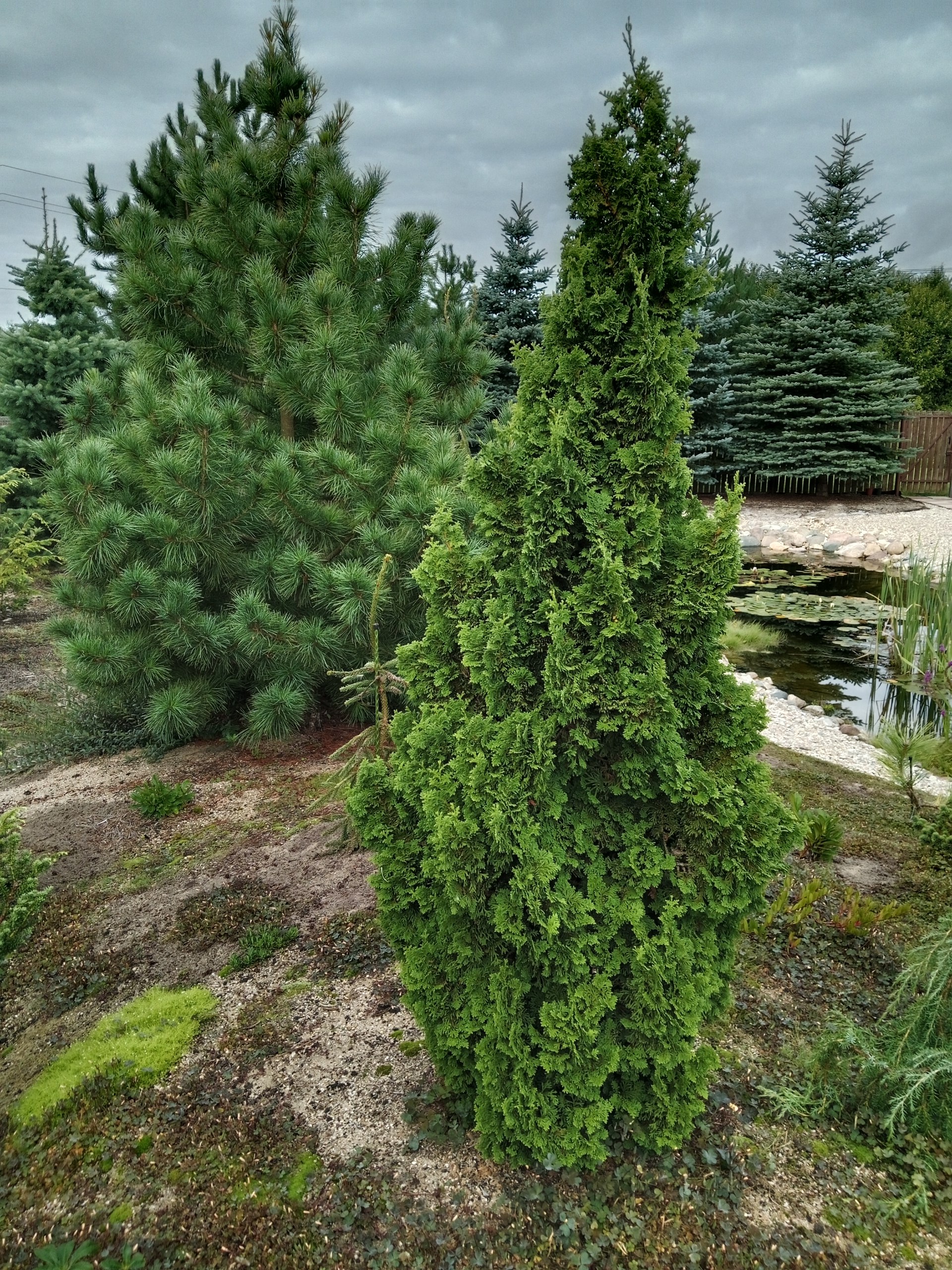 Thuja occidentalis 'Zmatlik'