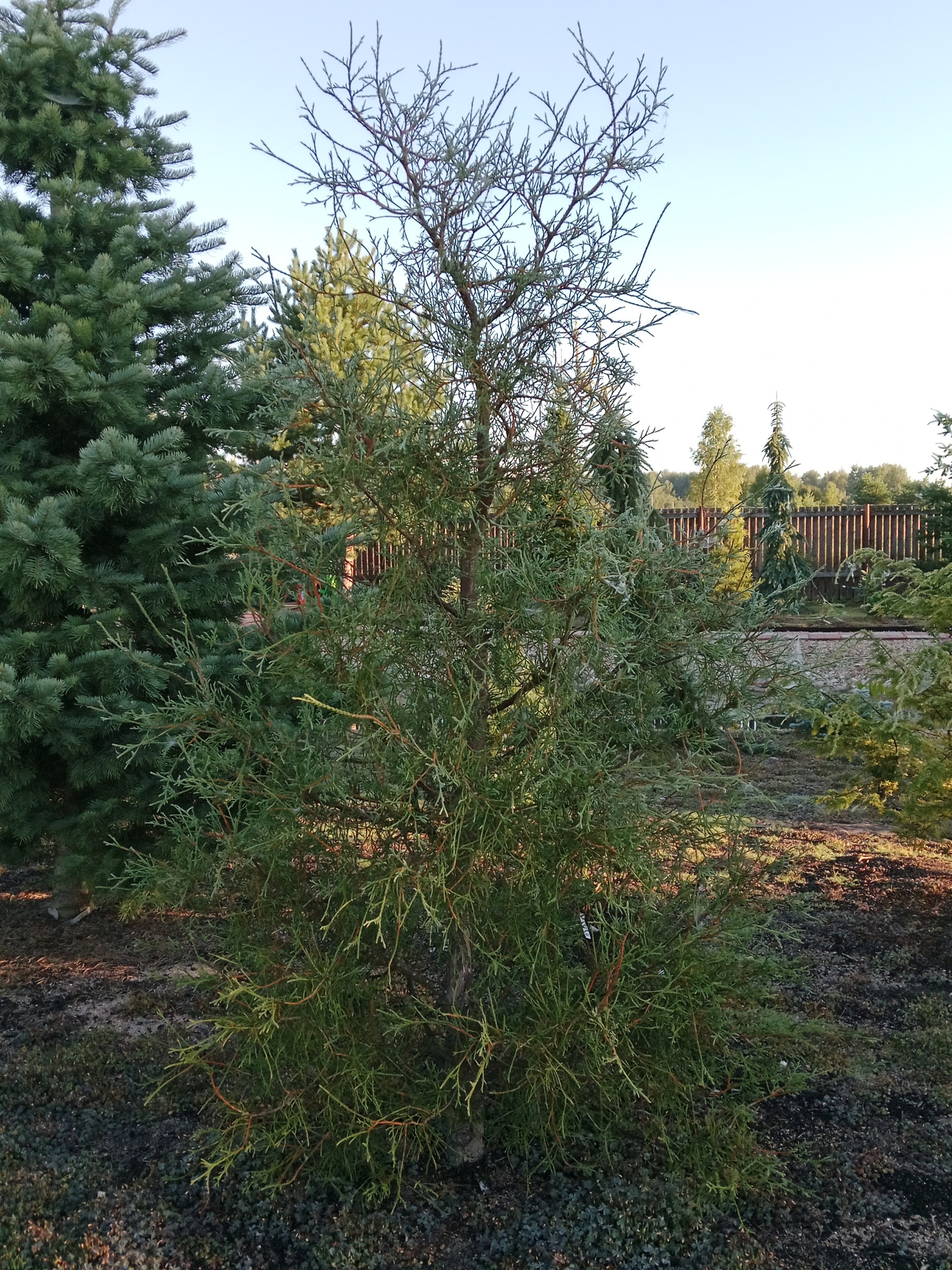 Thuja occidentalis 'Ohlendorffii'