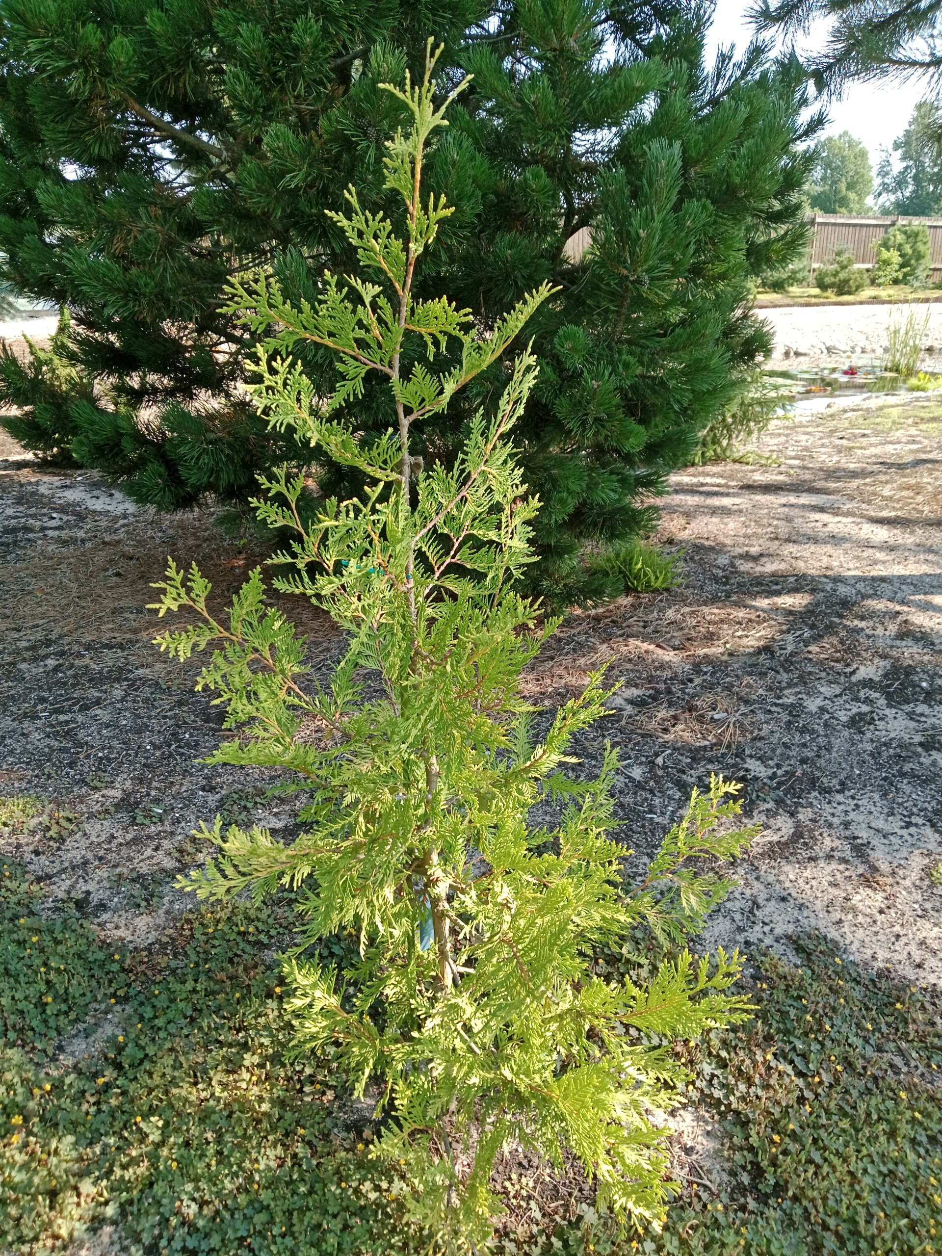 Thuja x koraiensis 'Adau'
