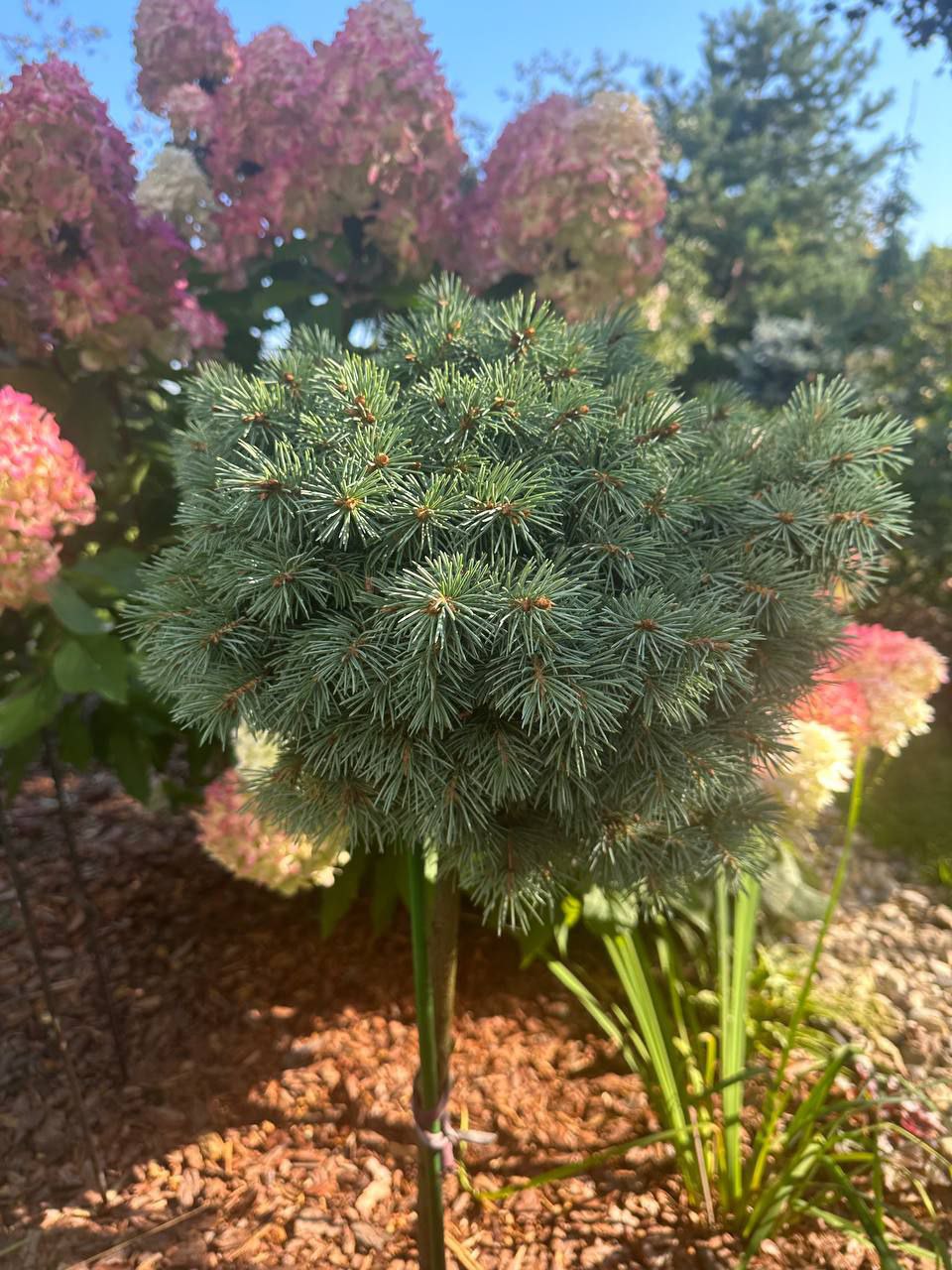 Picea engelmanii 'Hobo'