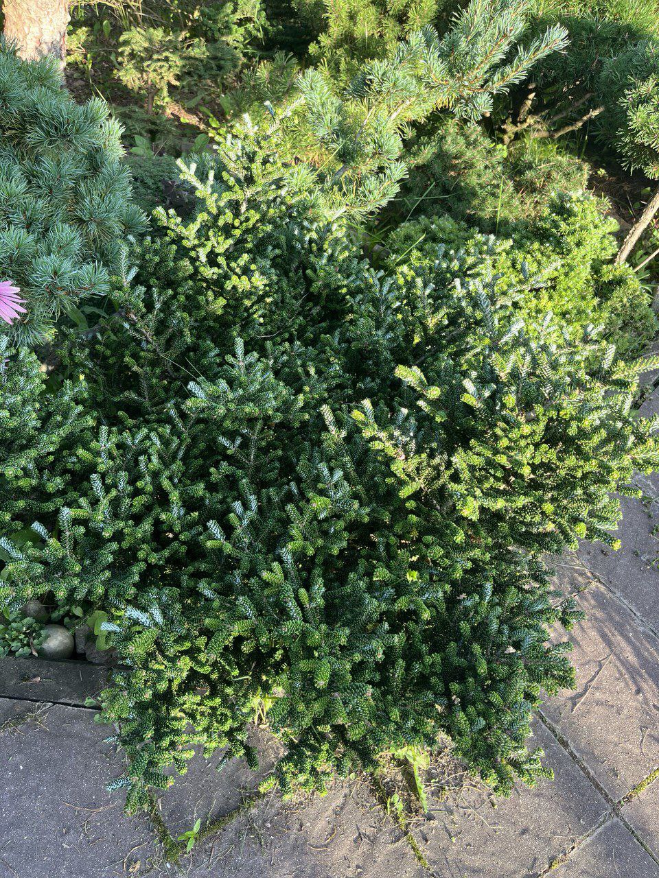Abies koreana 'Oberon'