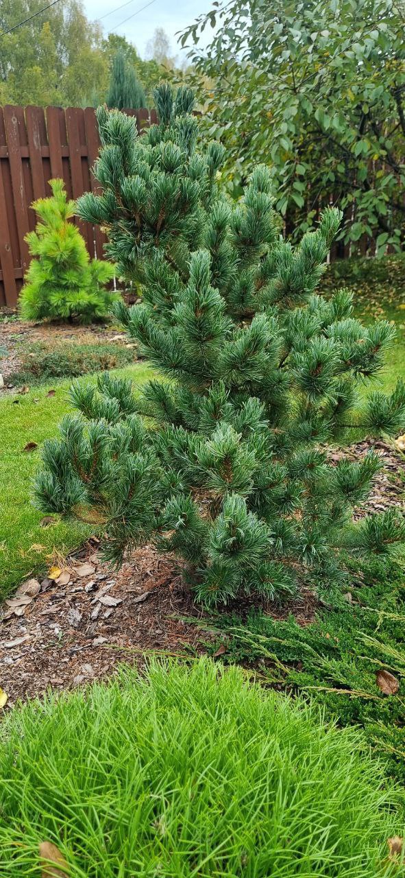 Pinus parviflora 'Aro-Kawa'