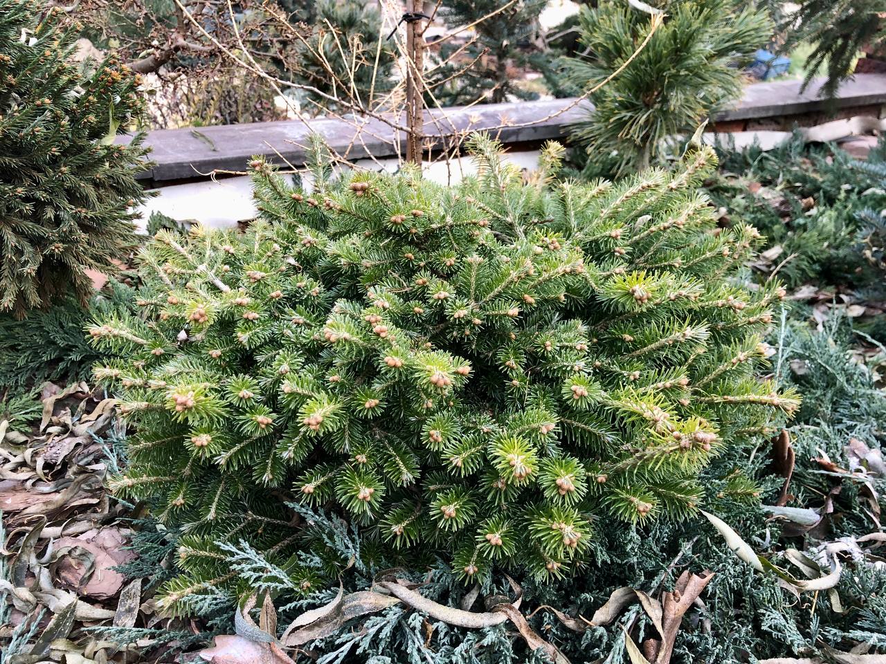 Abies sibirica 'Sharkan'