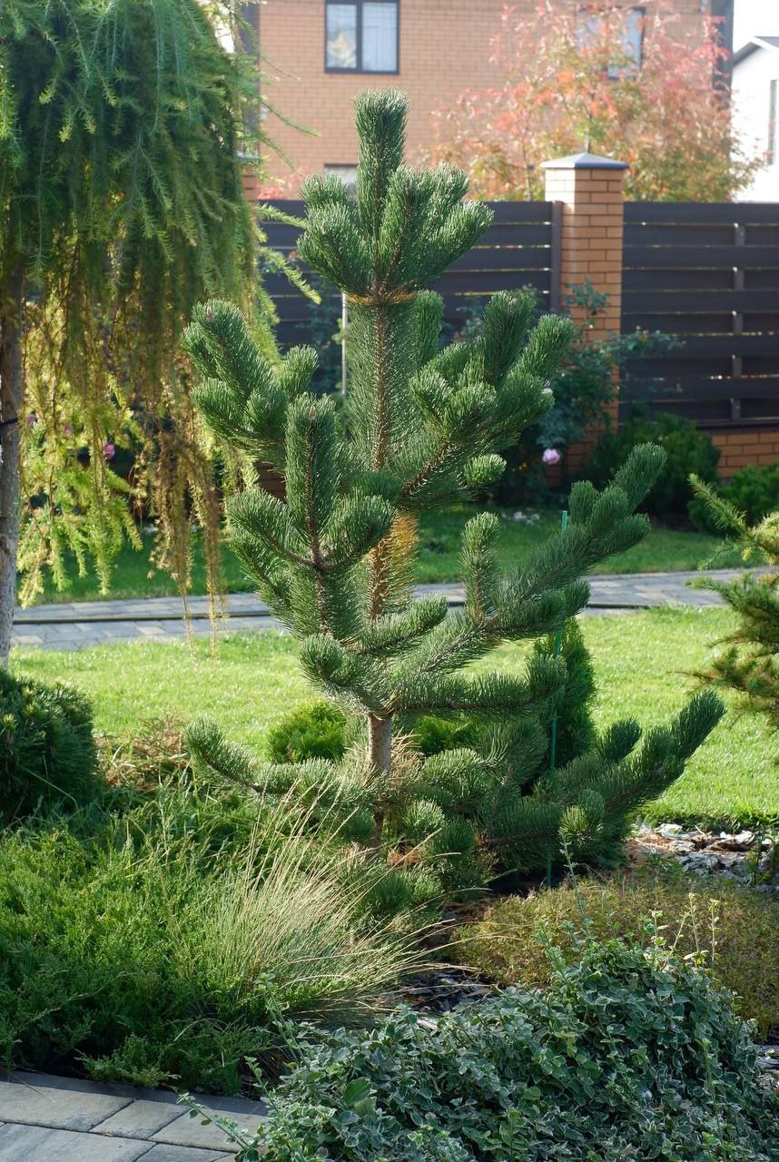 Pinus nigra ‘Oregon Green’