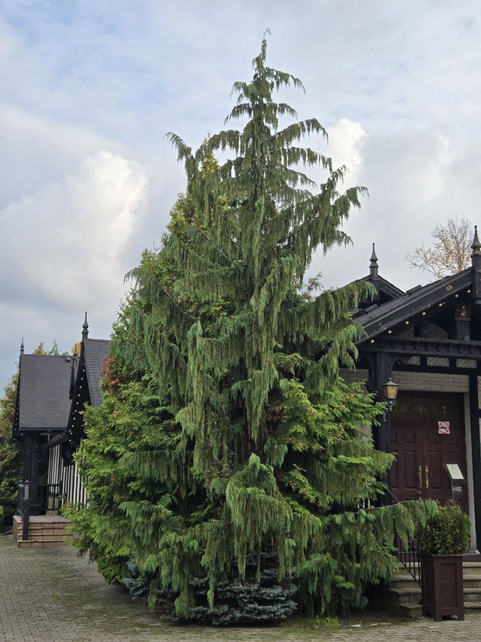 Chamaecyparis nootkatensis ‘Pendula’