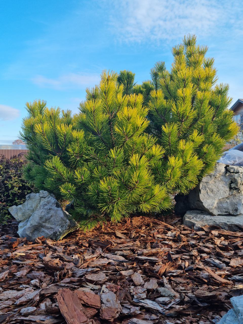 Pinus mugo 'Ophir'